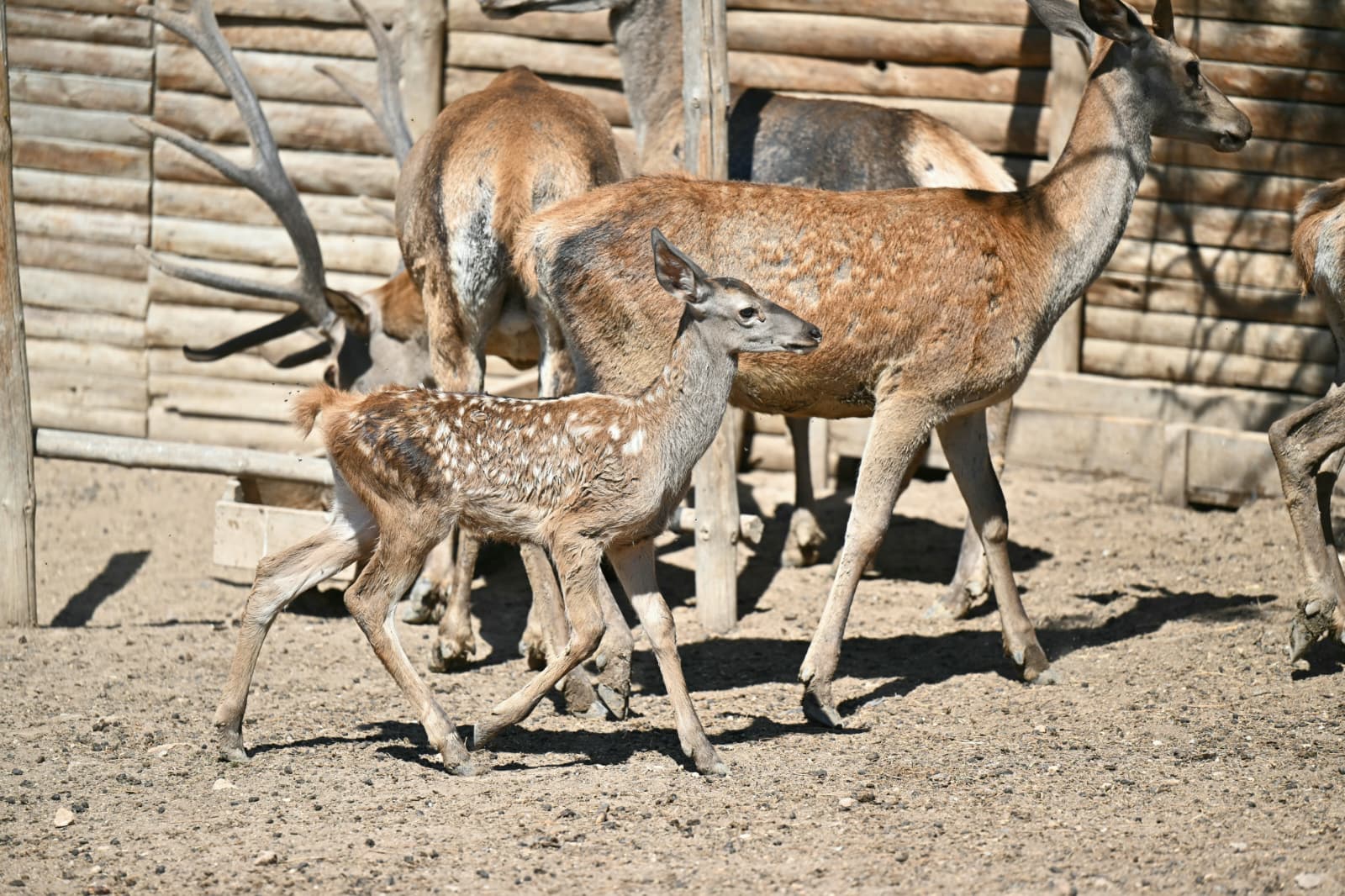 Altinköy’e Hoş Geldi̇n “Benek” (4)