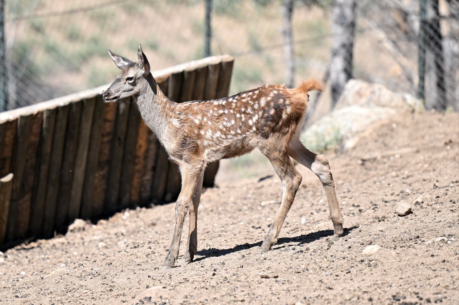 Altinköy’e Hoş Geldi̇n “Benek” (5)
