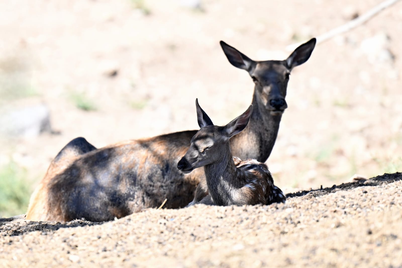 Altinköy’e Hoş Geldi̇n “Benek” (6)