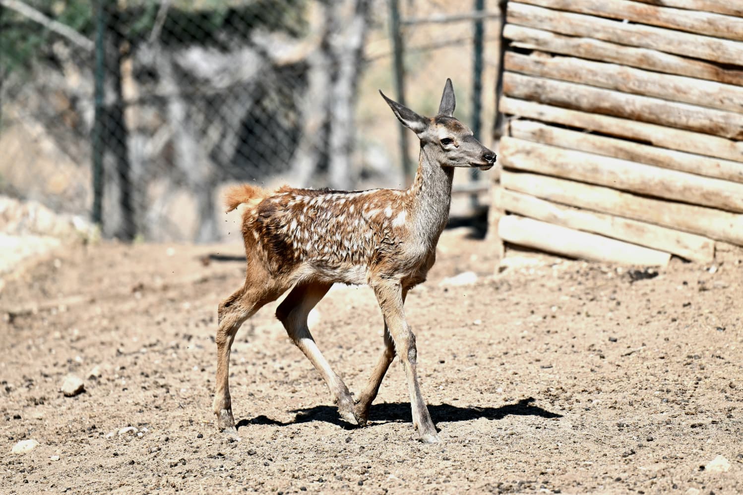 Altinköy’e Hoş Geldi̇n “Benek” (7)