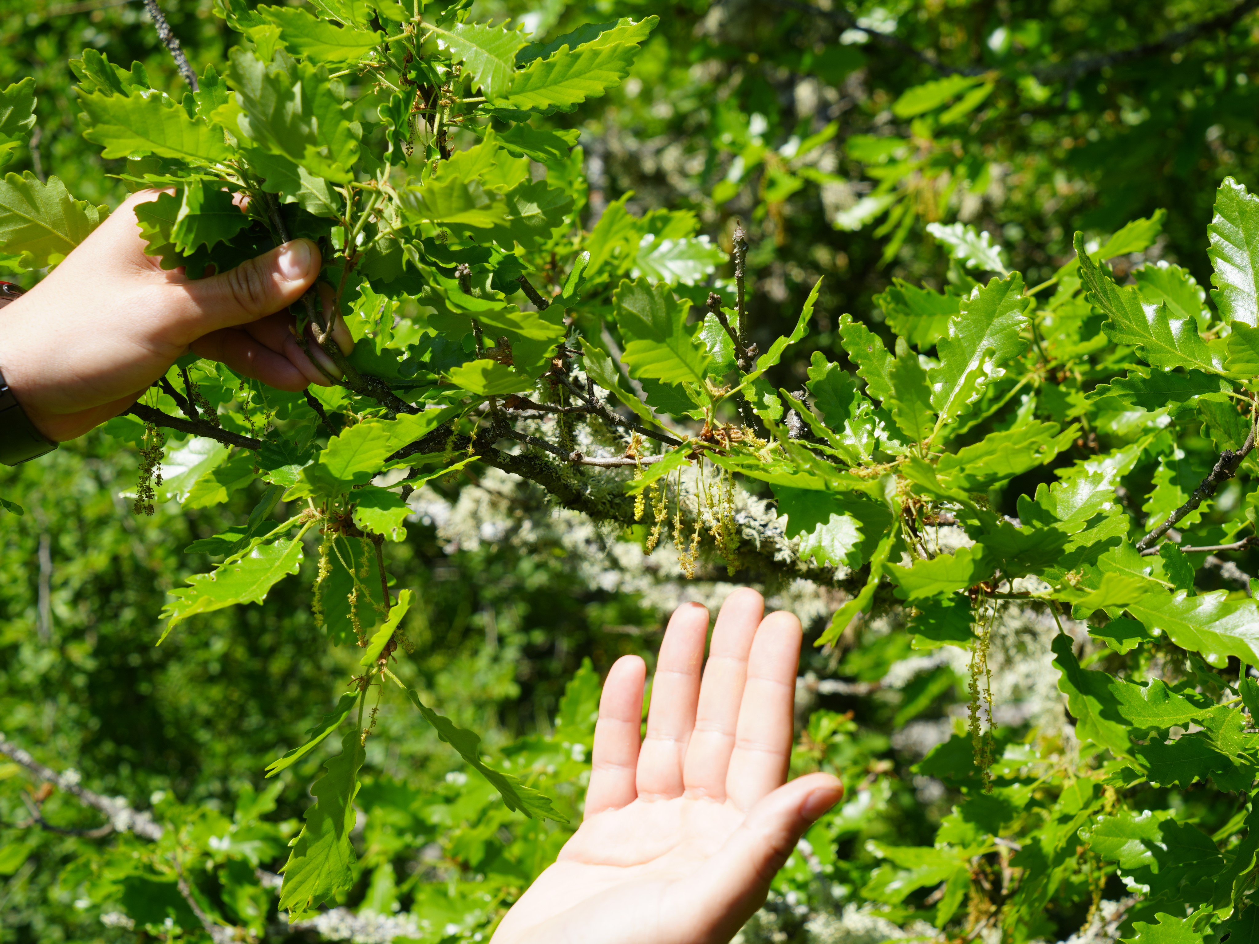 Astım Hastası Ve Polen Alerjisine Çözüm (4)