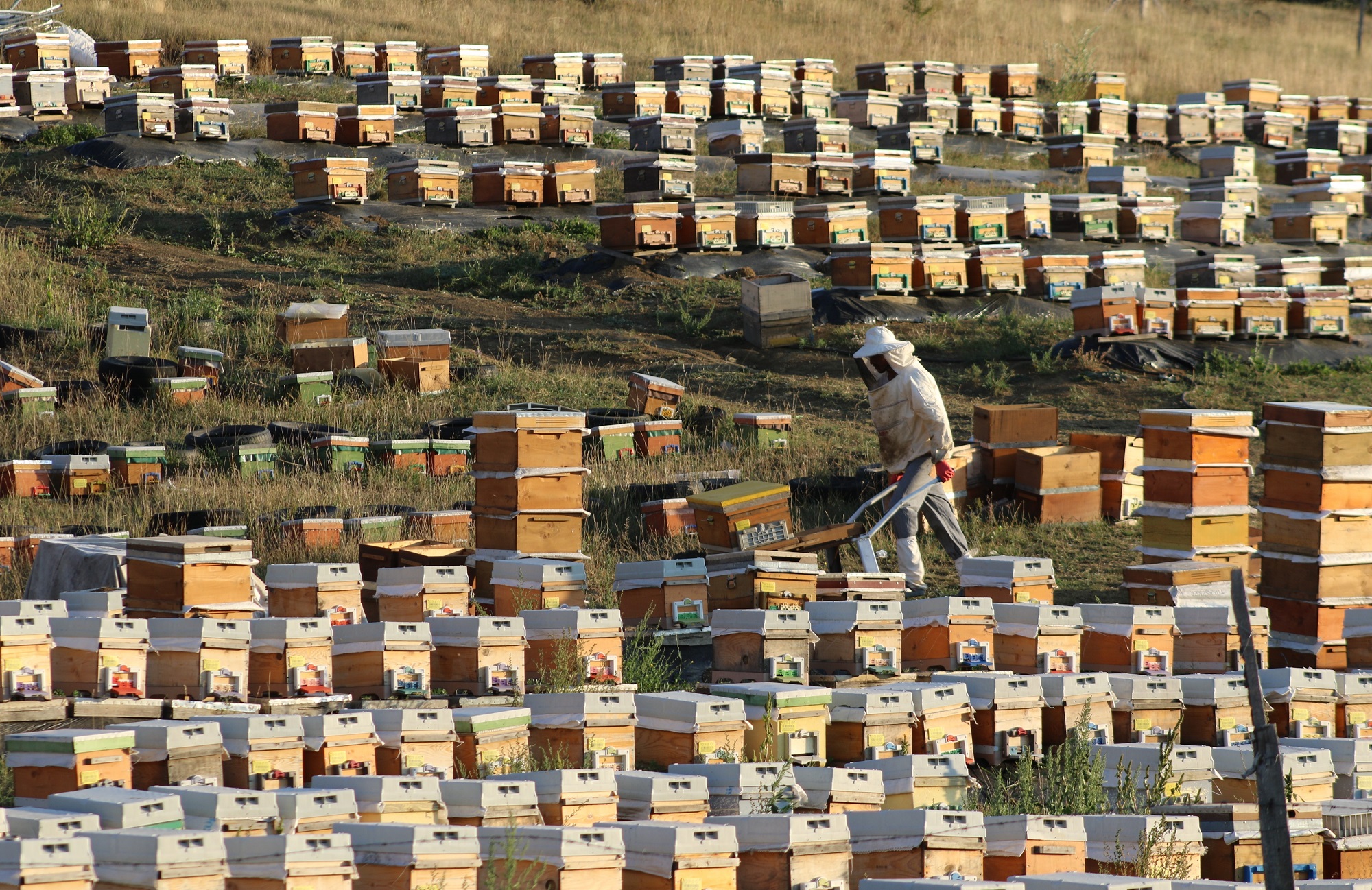 Bayburt'ta Bal Hasadı (2)