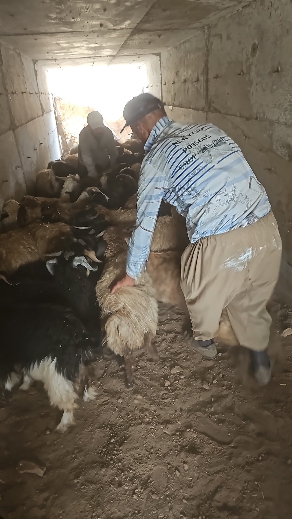 Hakkari’de Büyük Ve Küçükbaş Hayvanlar Aşılanıyor (3)