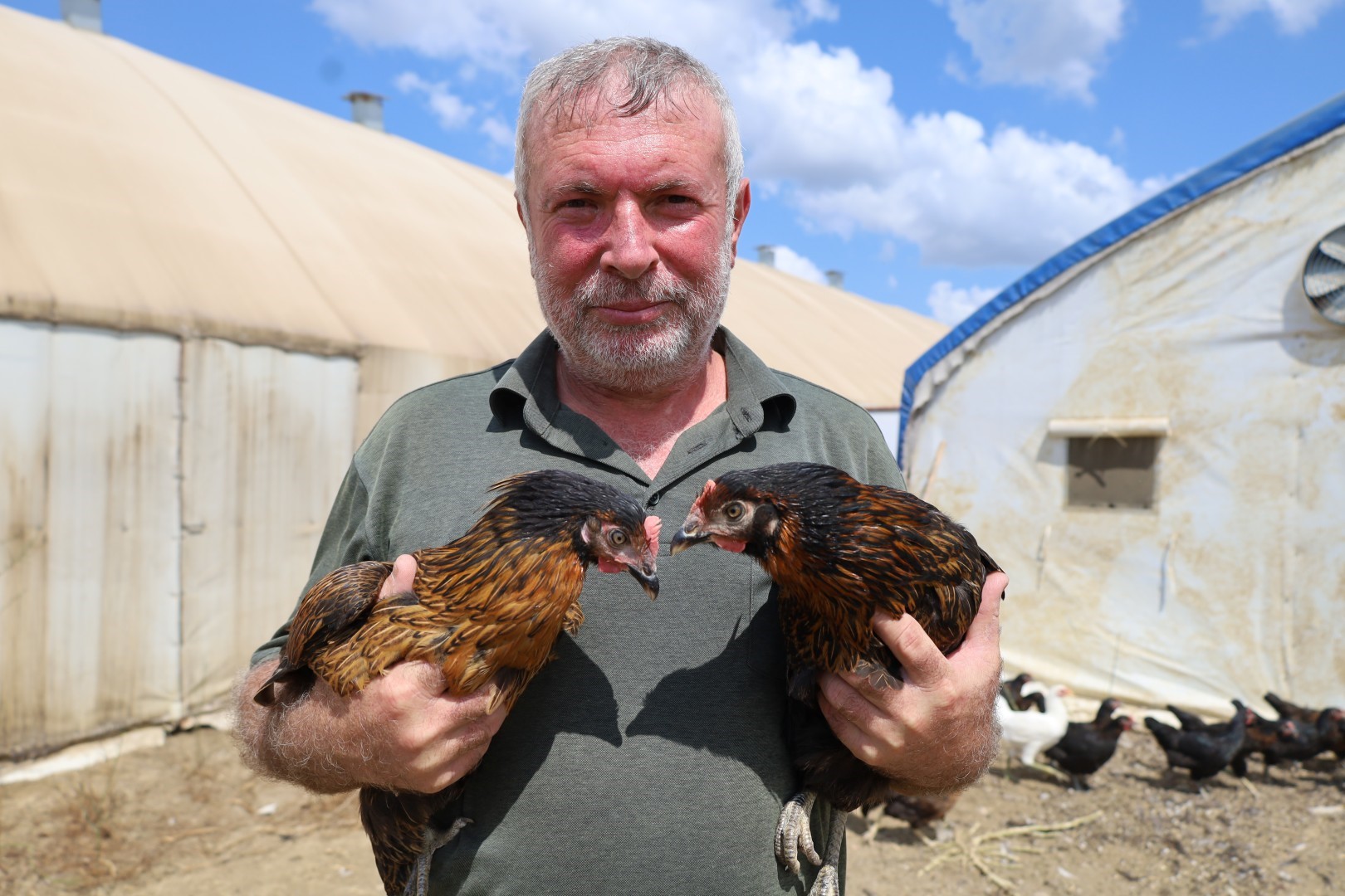 Hibeli 16 Bin Tavuk (1)