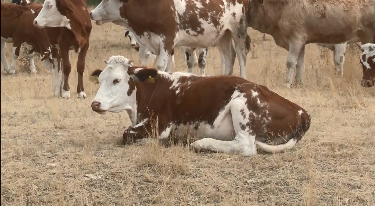 Kars’ta Şap Hastalığı Geçti! (1)