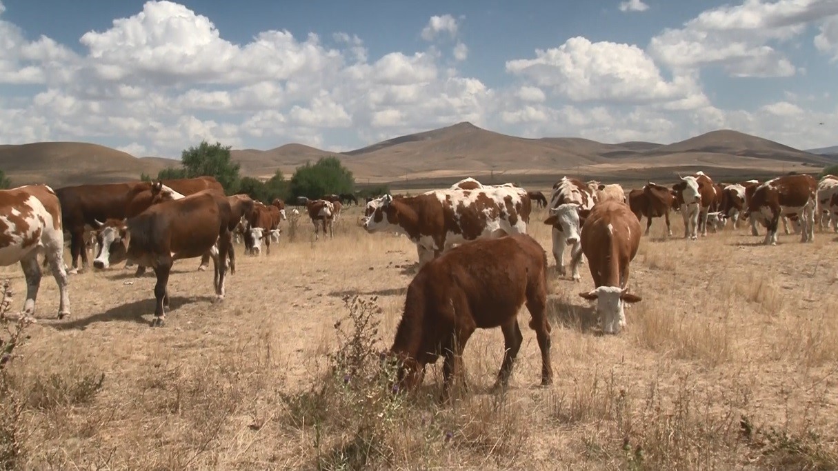Kars’ta Şap Hastalığı Geçti! (3)