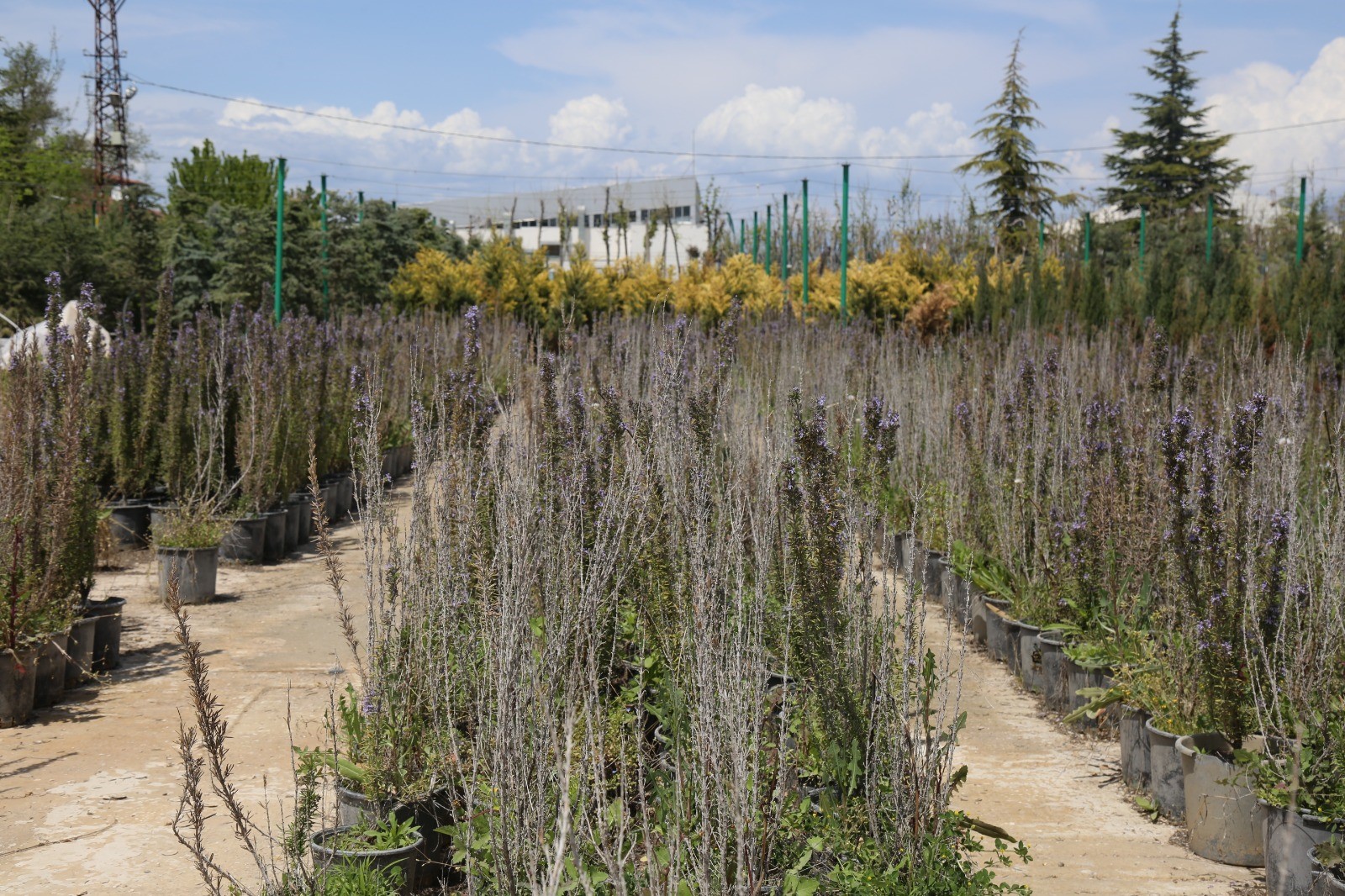 Malatya Battalgazi’de 210 Bin Fidan Toprakla Buluştu (4)