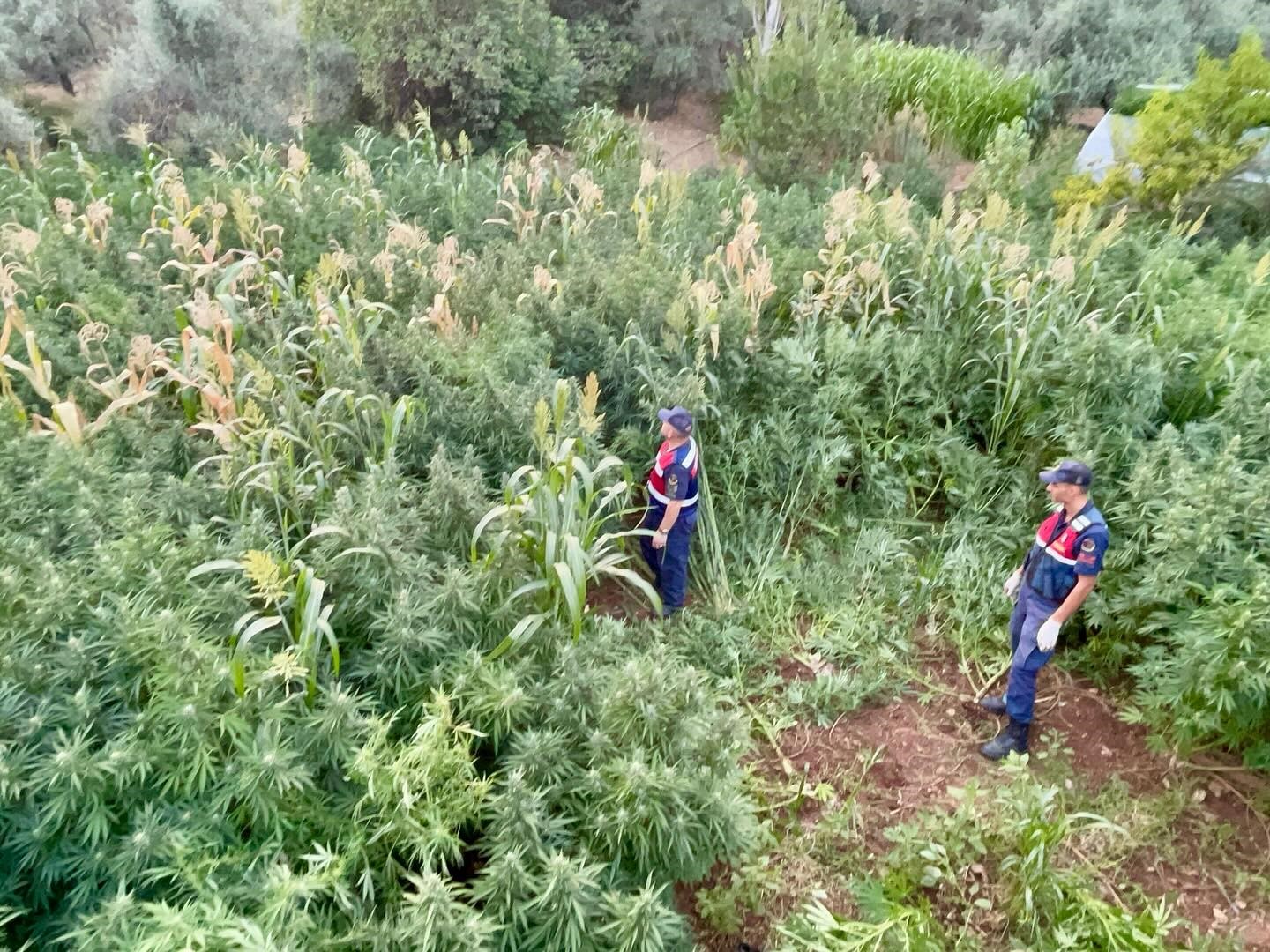 Mısır Tarlası (1)