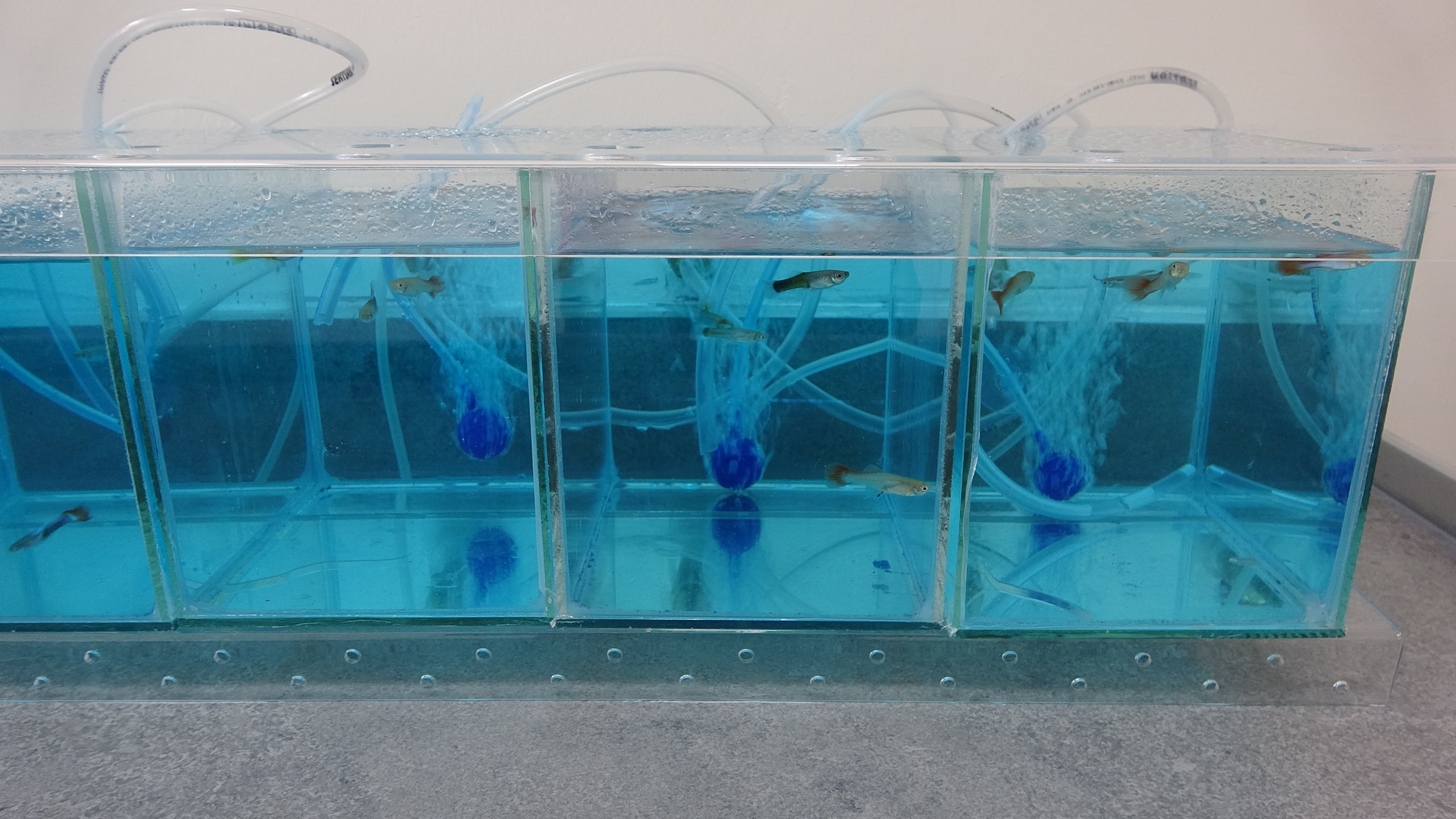 Trabzon’da Zihin Uygulamaları Ve Araştırma Merkezi (3)