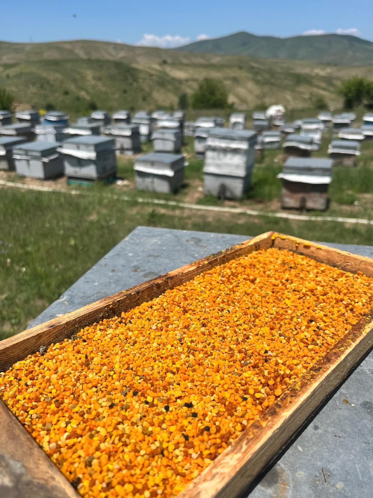 balarıcılık3polen