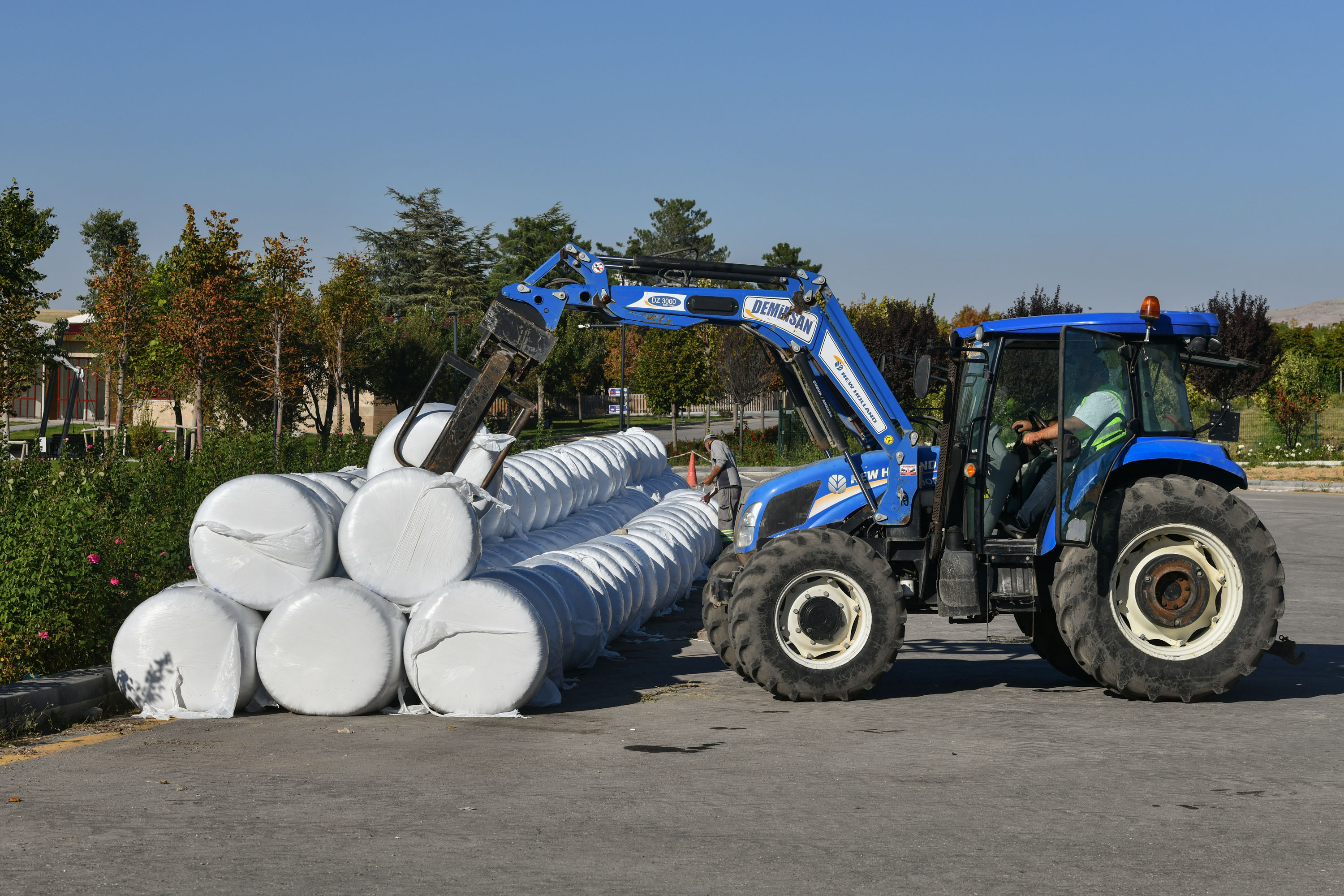 Bakap’ta Silajlık Mısır (1)