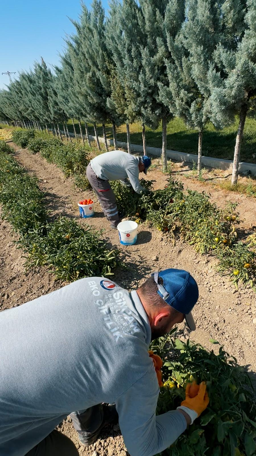 Ekoçi̇ftli̇k Hasat (5)