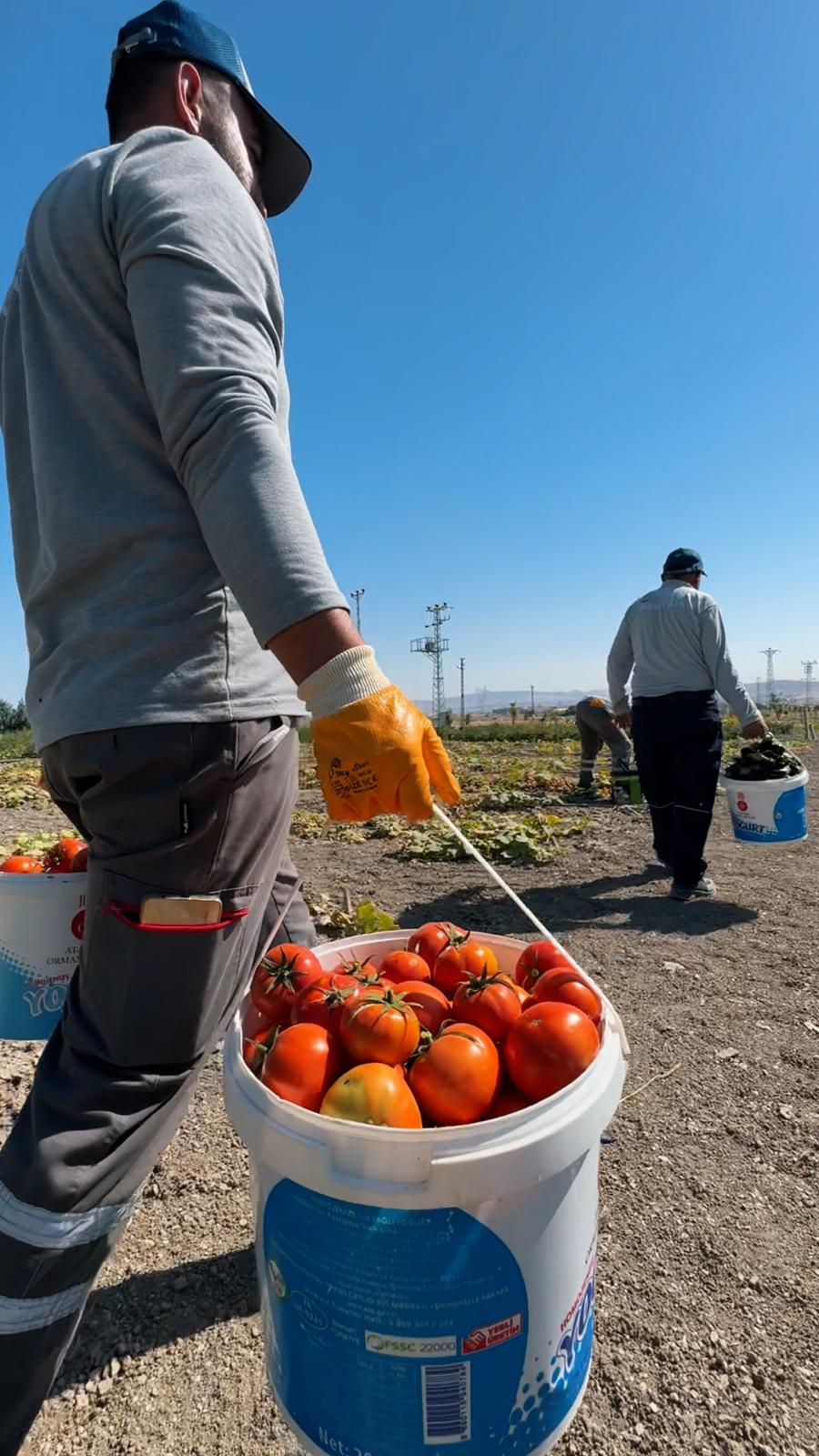 Ekoçi̇ftli̇k Hasat (6)
