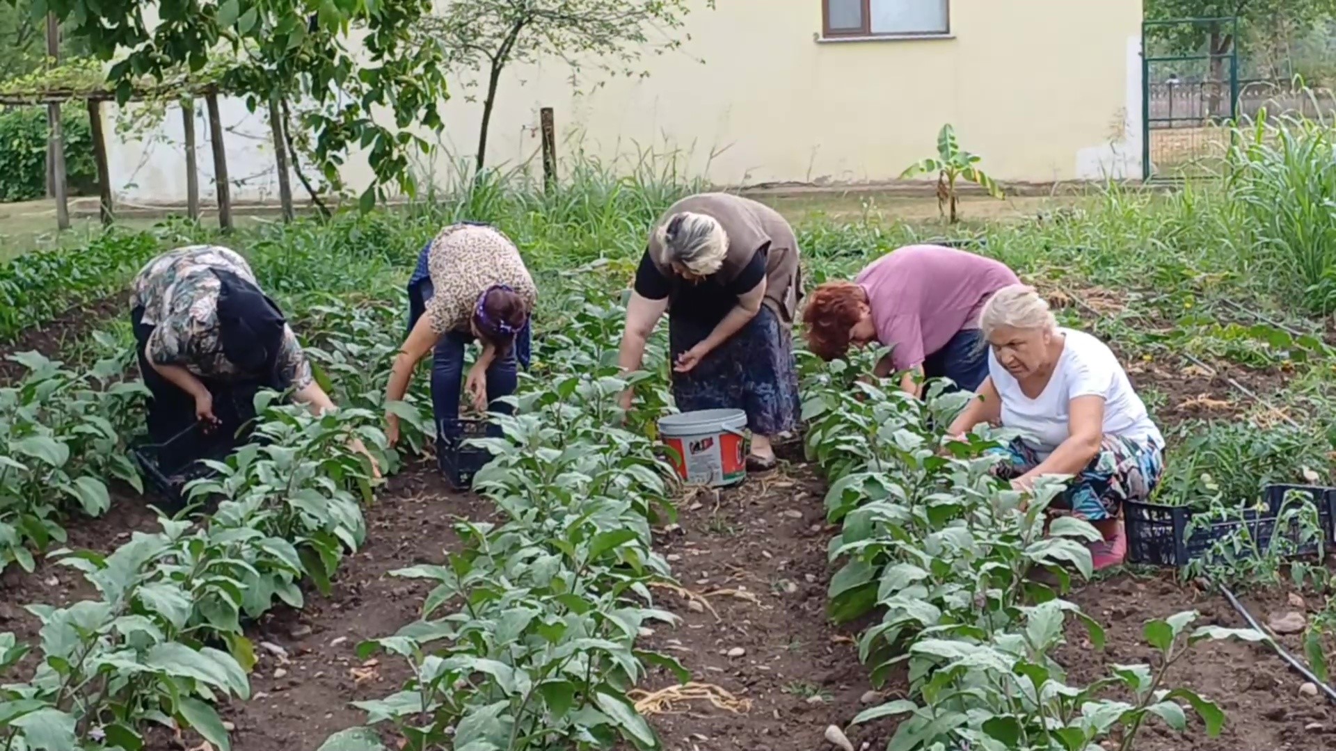 Hasat Döneminde Çiftçilere Fizyoterapistten Önemli Uyarılar (2)