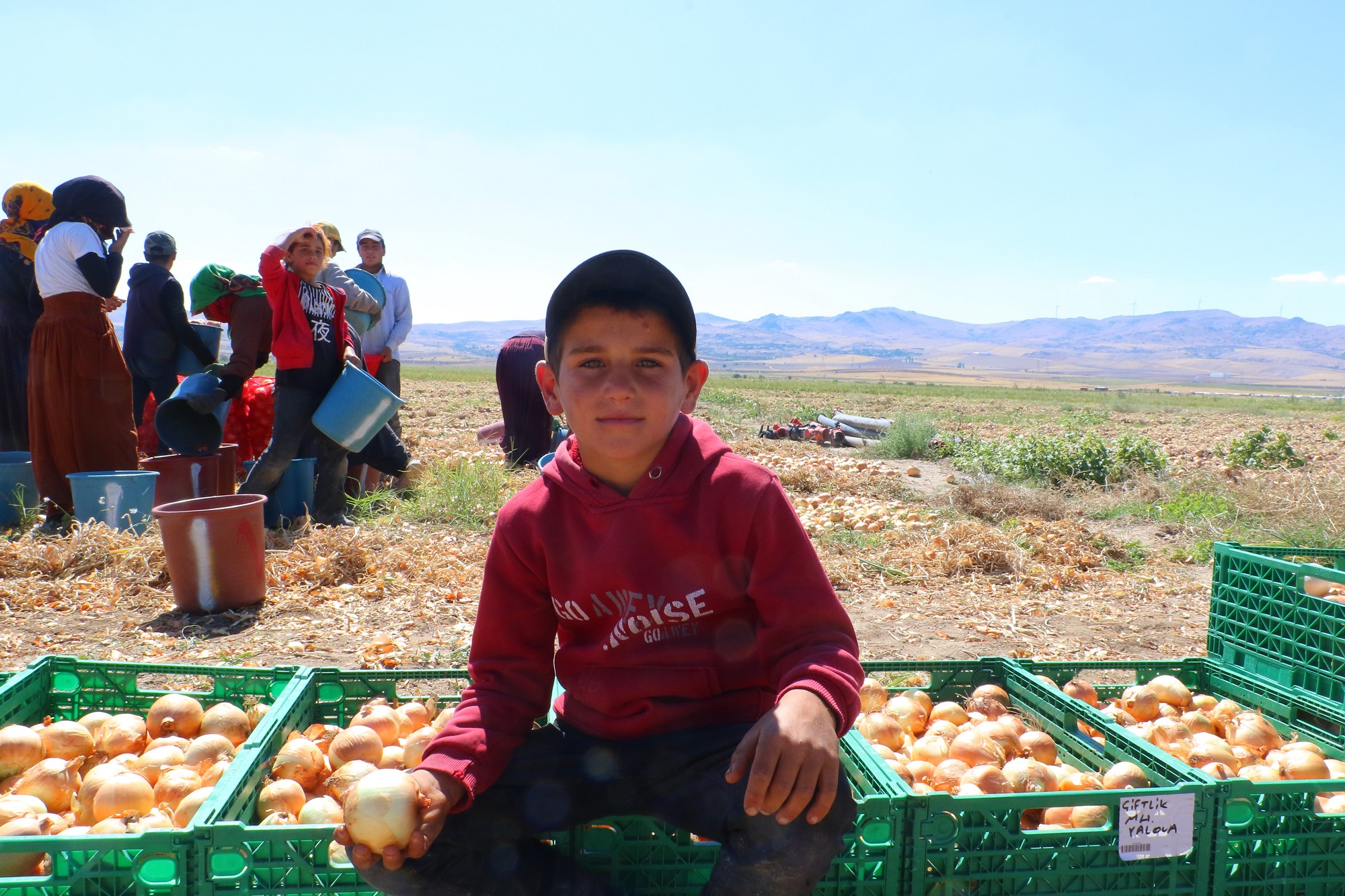 Kışlık Soğan (1)