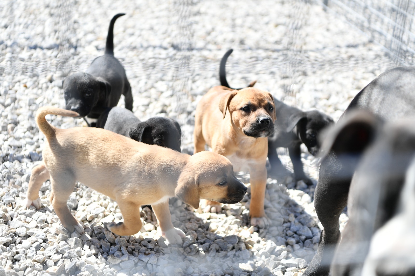 Mamak Belediyesinden Hayvan Dostu Düzenleme (7)
