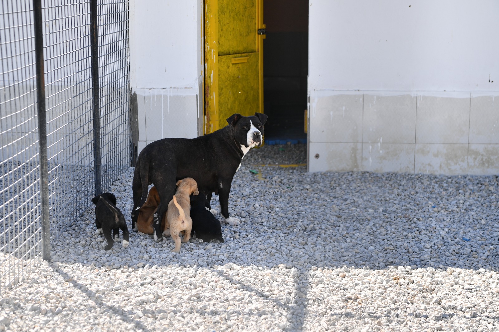 Mamak Belediyesinden Hayvan Dostu Düzenleme (8)