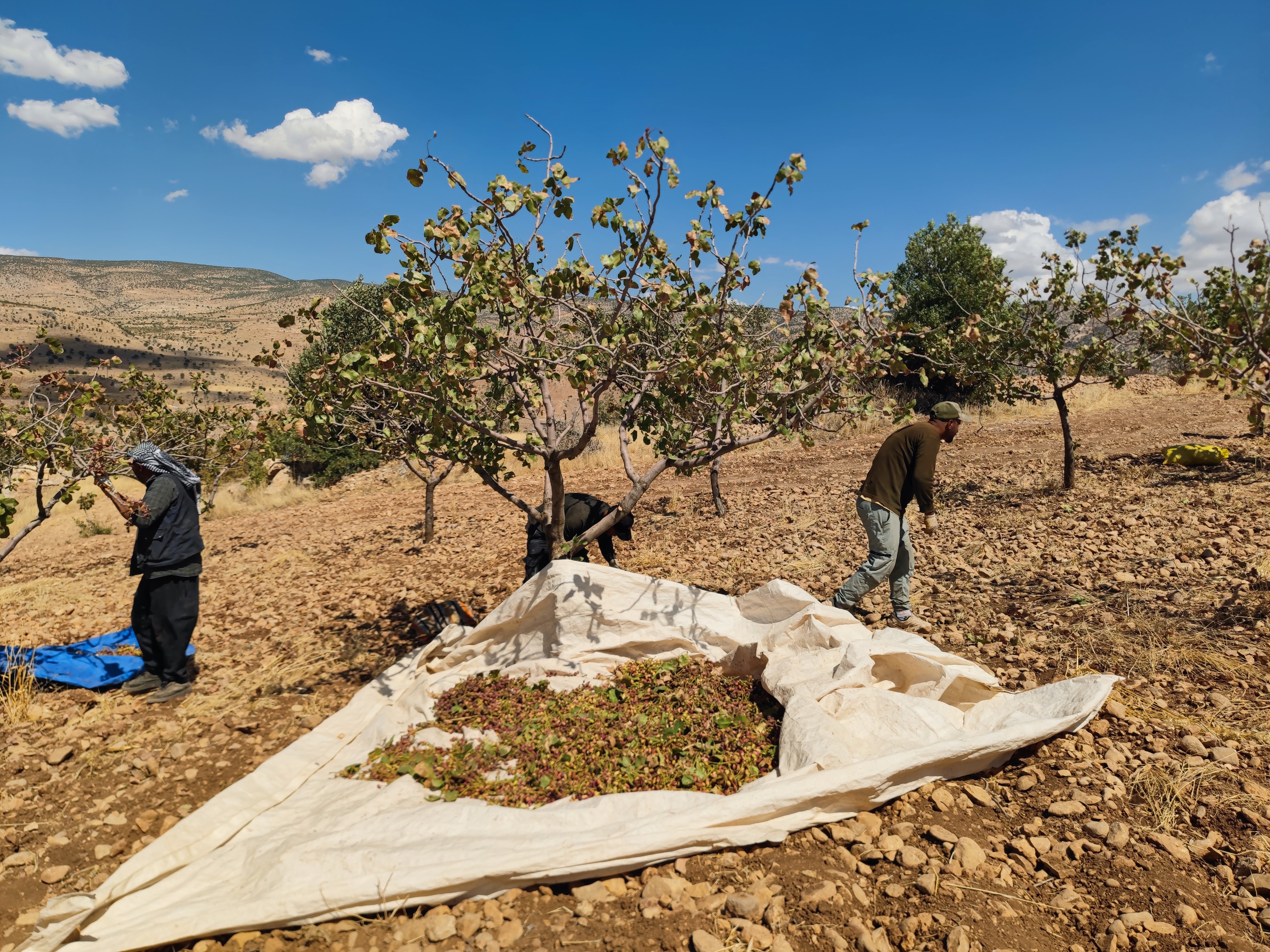 Siirt Fıstığı (1)