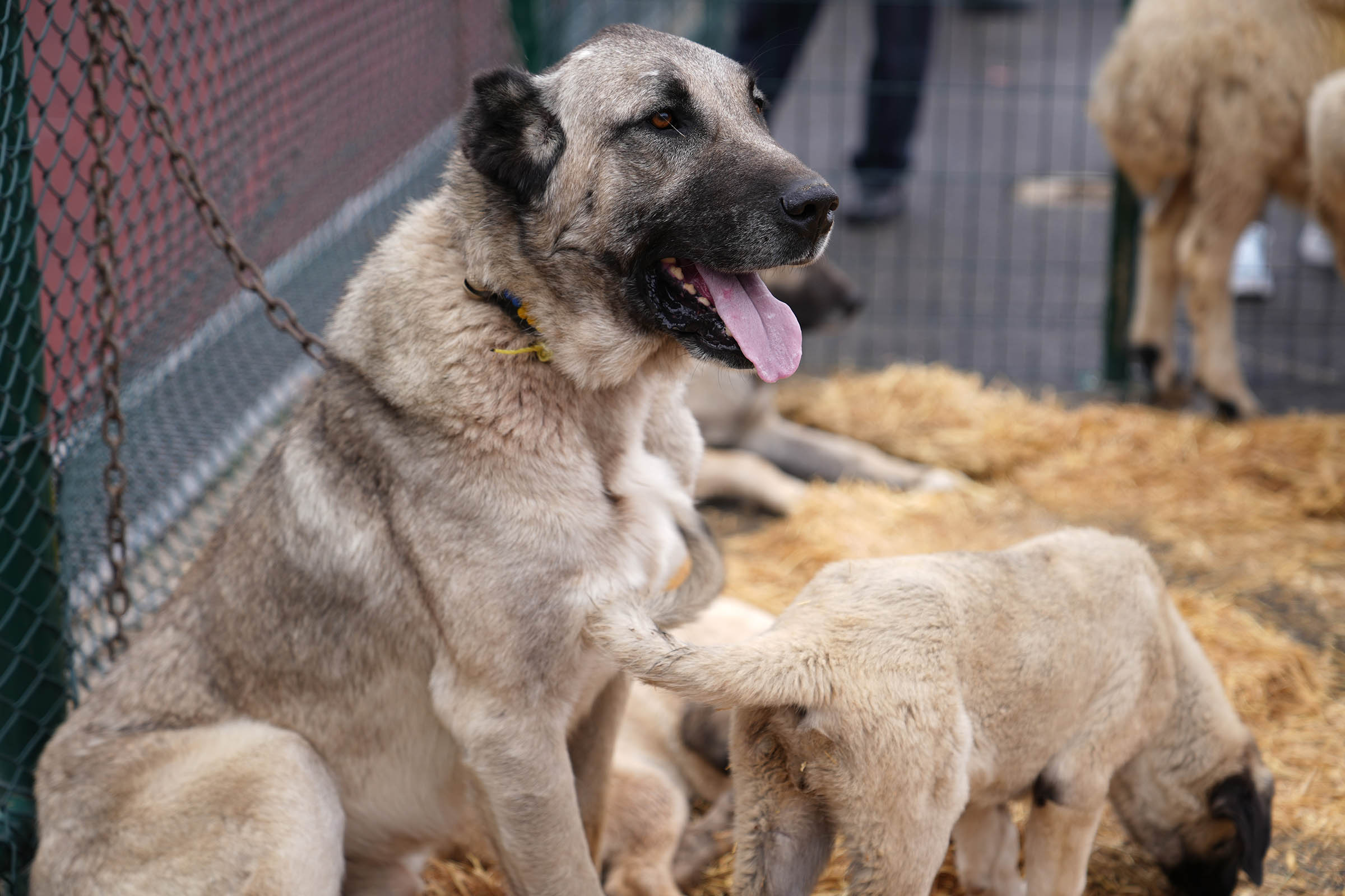 Anadolu’ya Açılan Kapı Sivas Günleri (1)