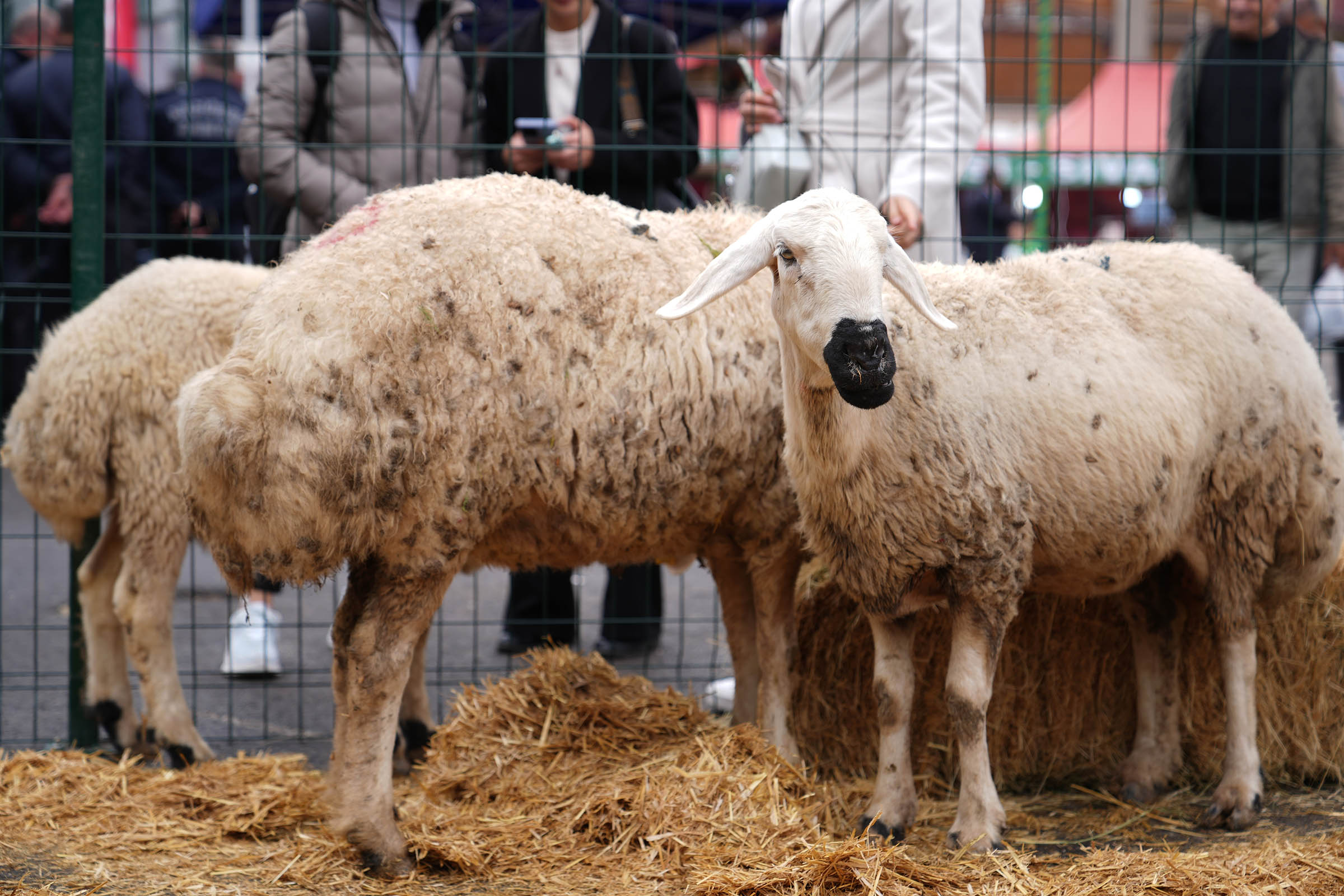 Anadolu’ya Açılan Kapı Sivas Günleri (6)