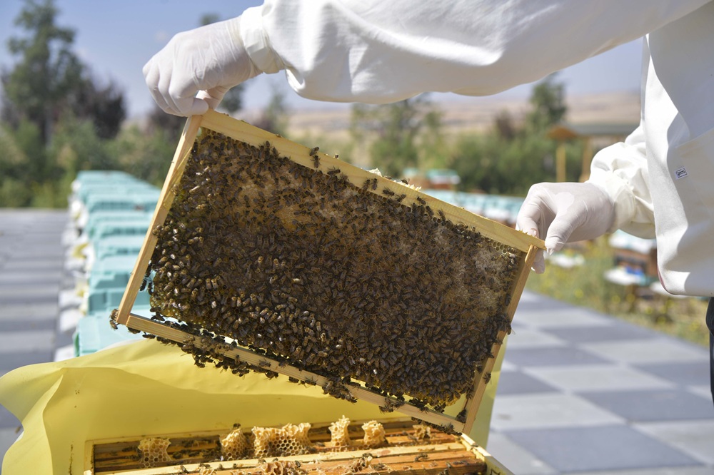 Arıcılık Araştırma, Üretim Ve Eğitim Merkezi (1)