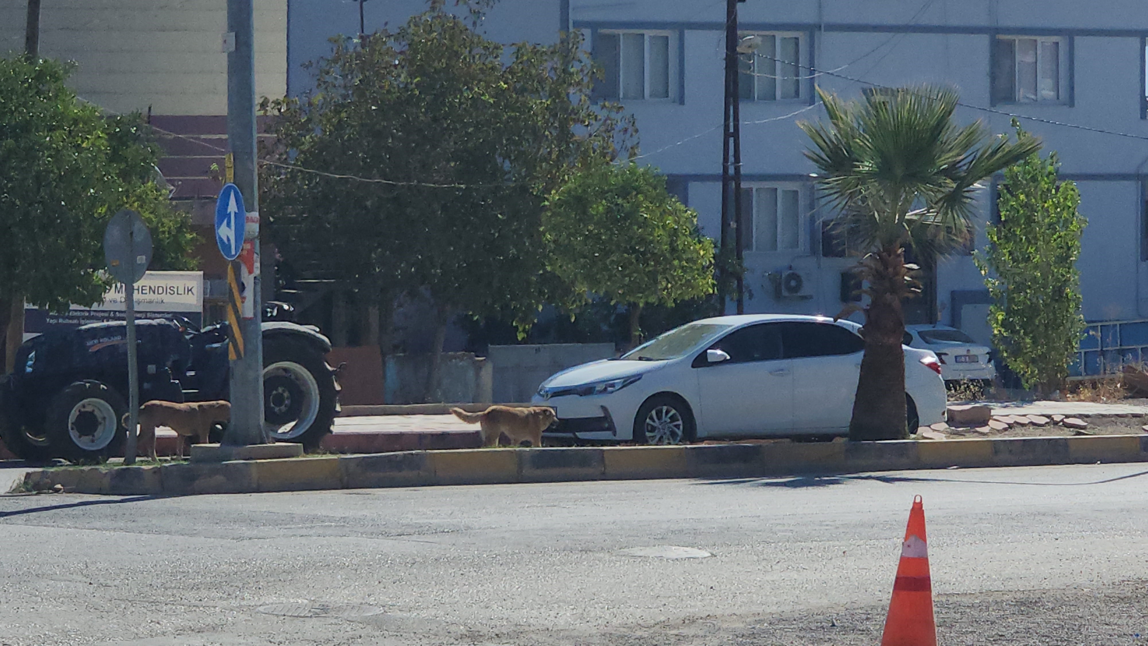 Hatay Sokak Köpekleri