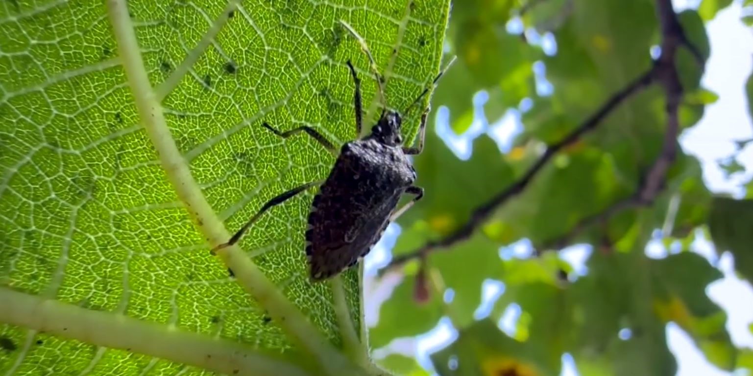 Kahverengi Kokarca Böceği (1)