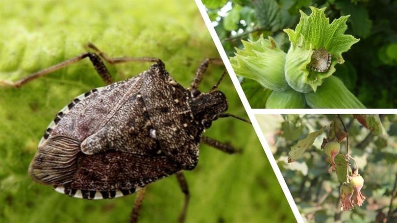 Kahverengi Kokarca Böceği (2)