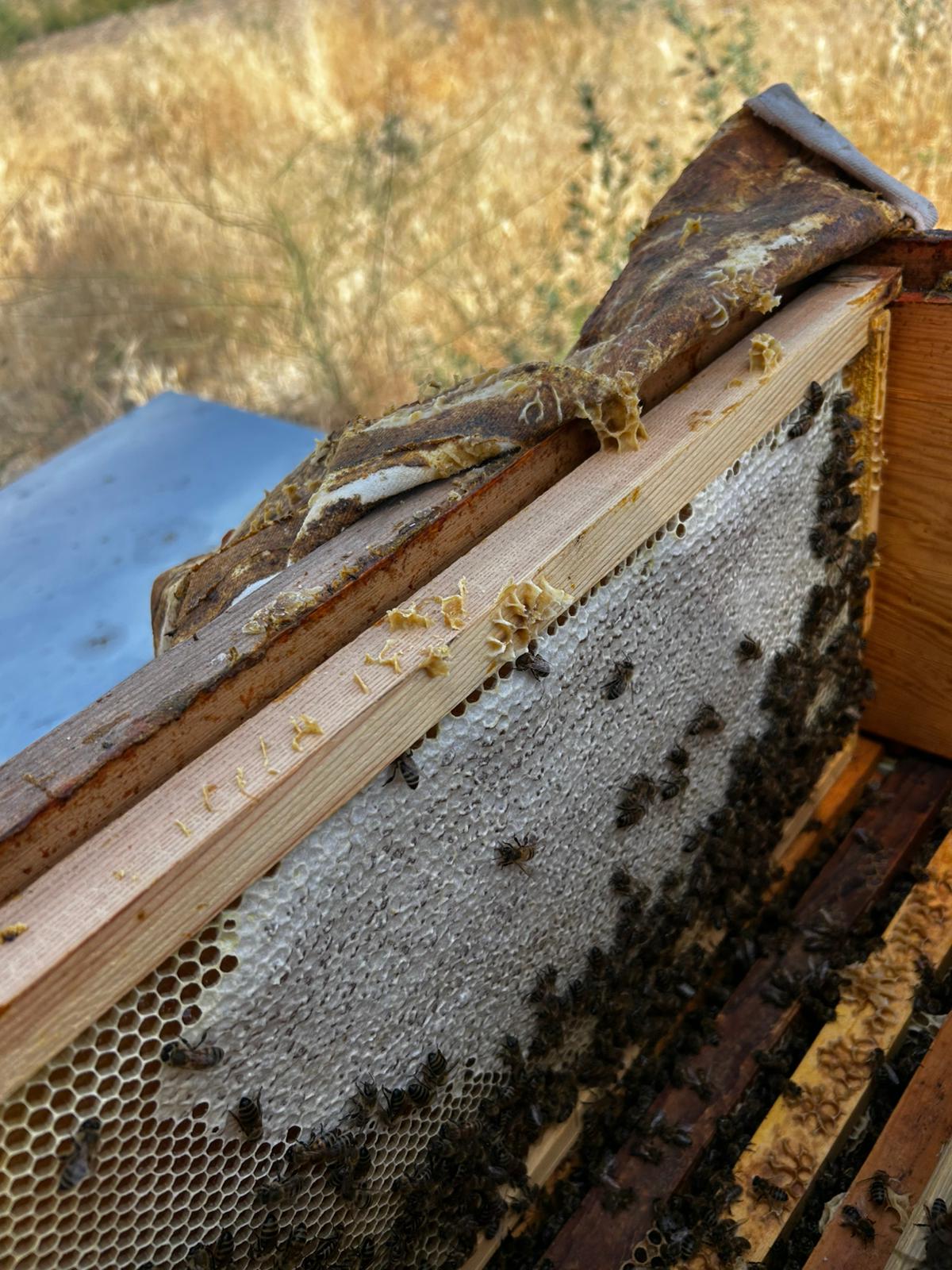 Mamak Belediyesi (3)