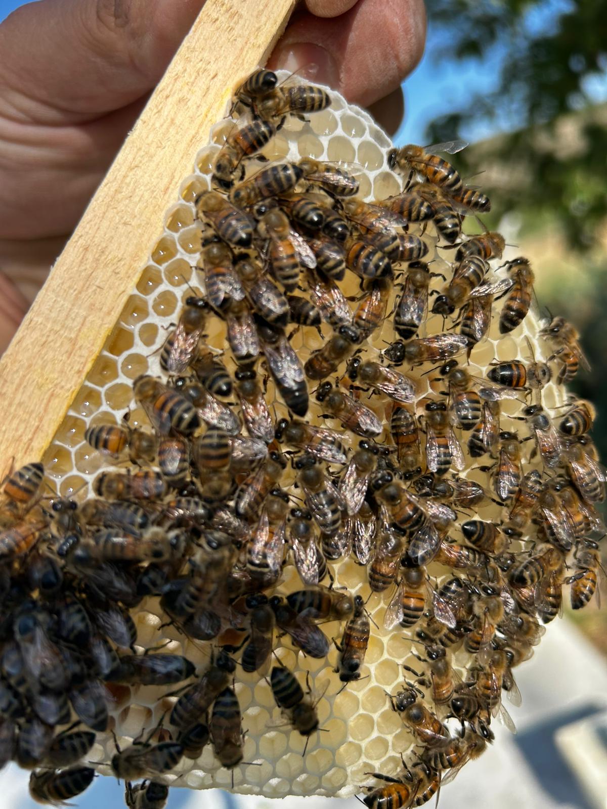 Mamak Belediyesi (4)