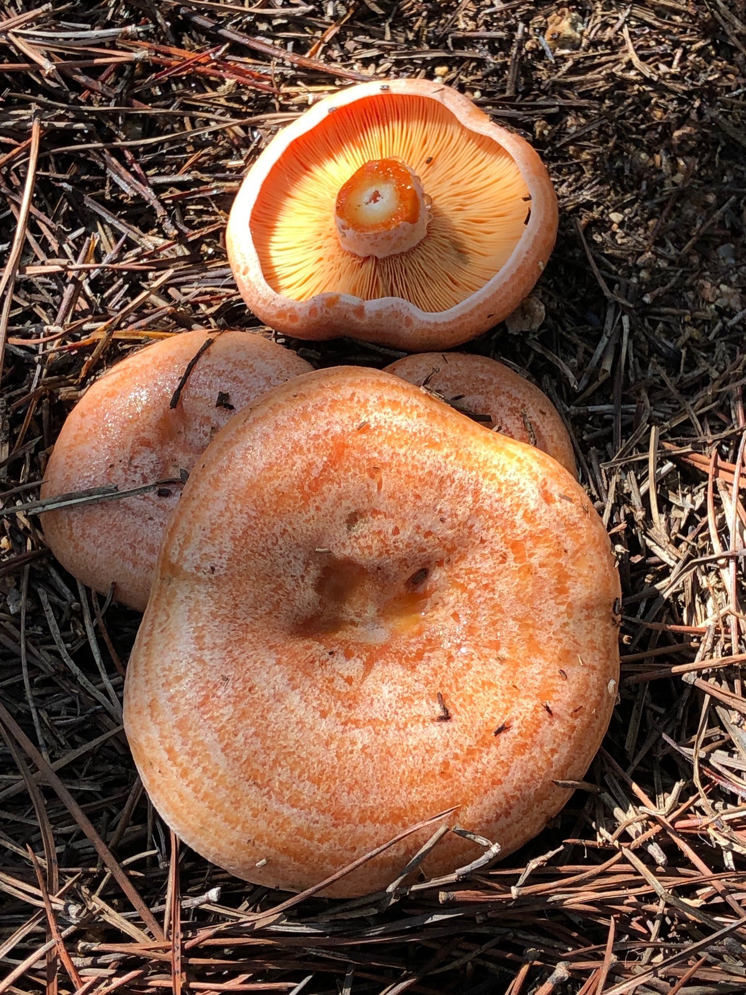 Mantar Zehirlenmeleri (2)