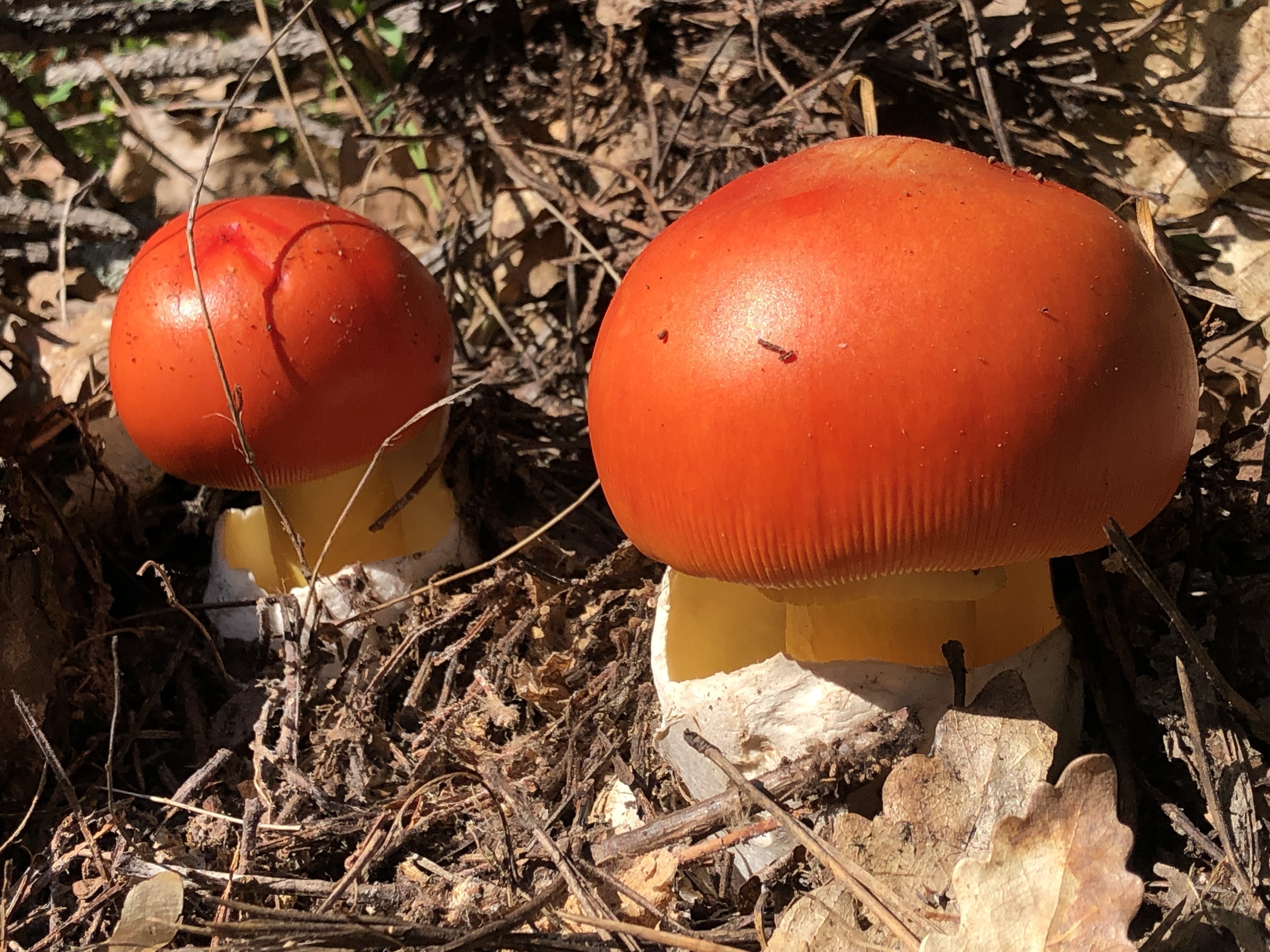 Mantar Zehirlenmeleri (3)