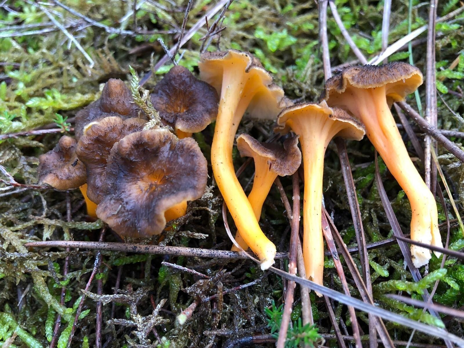 Mantar Zehirlenmeleri (4)