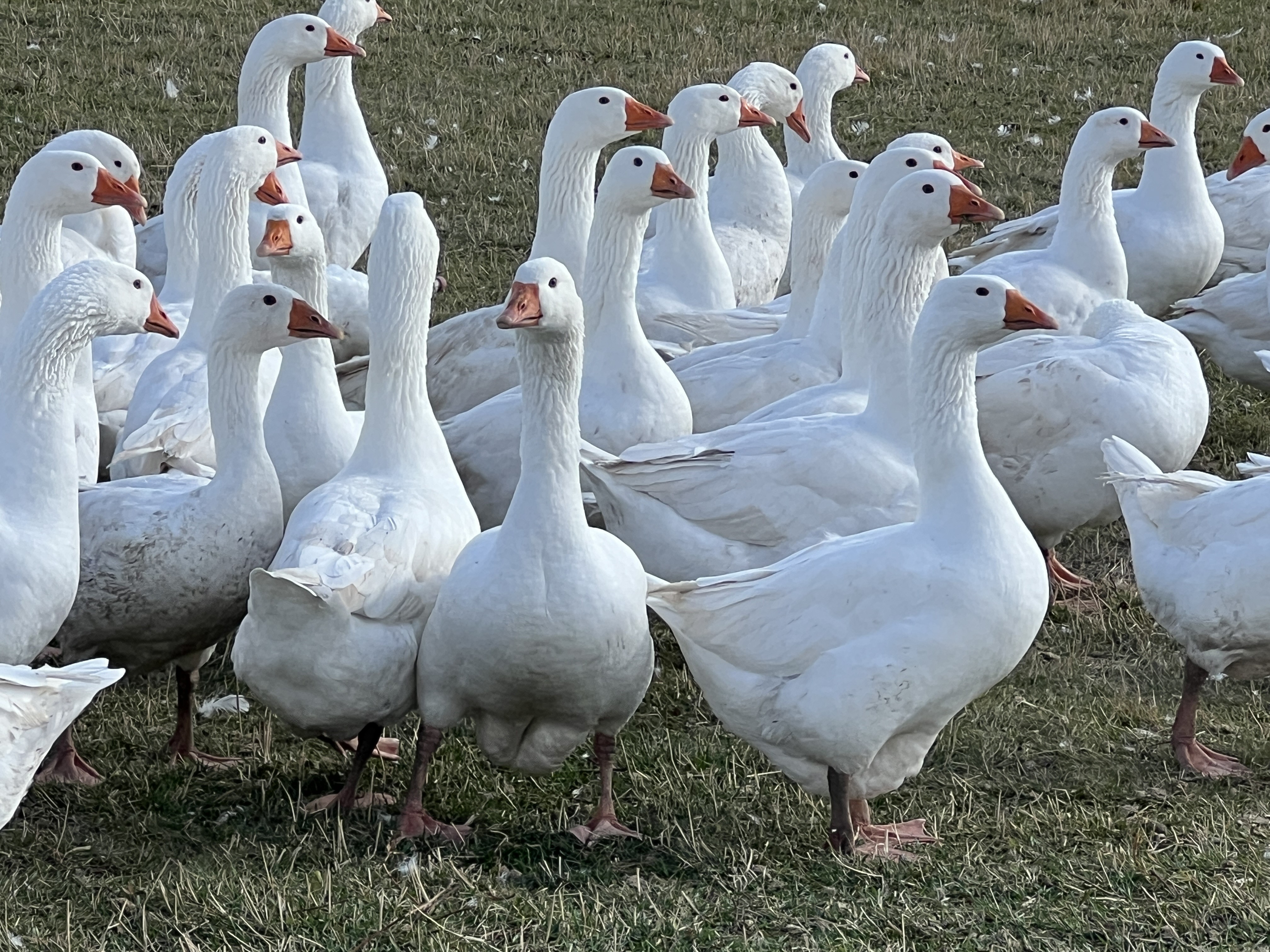 Kar Yiyen Kazlar (2)