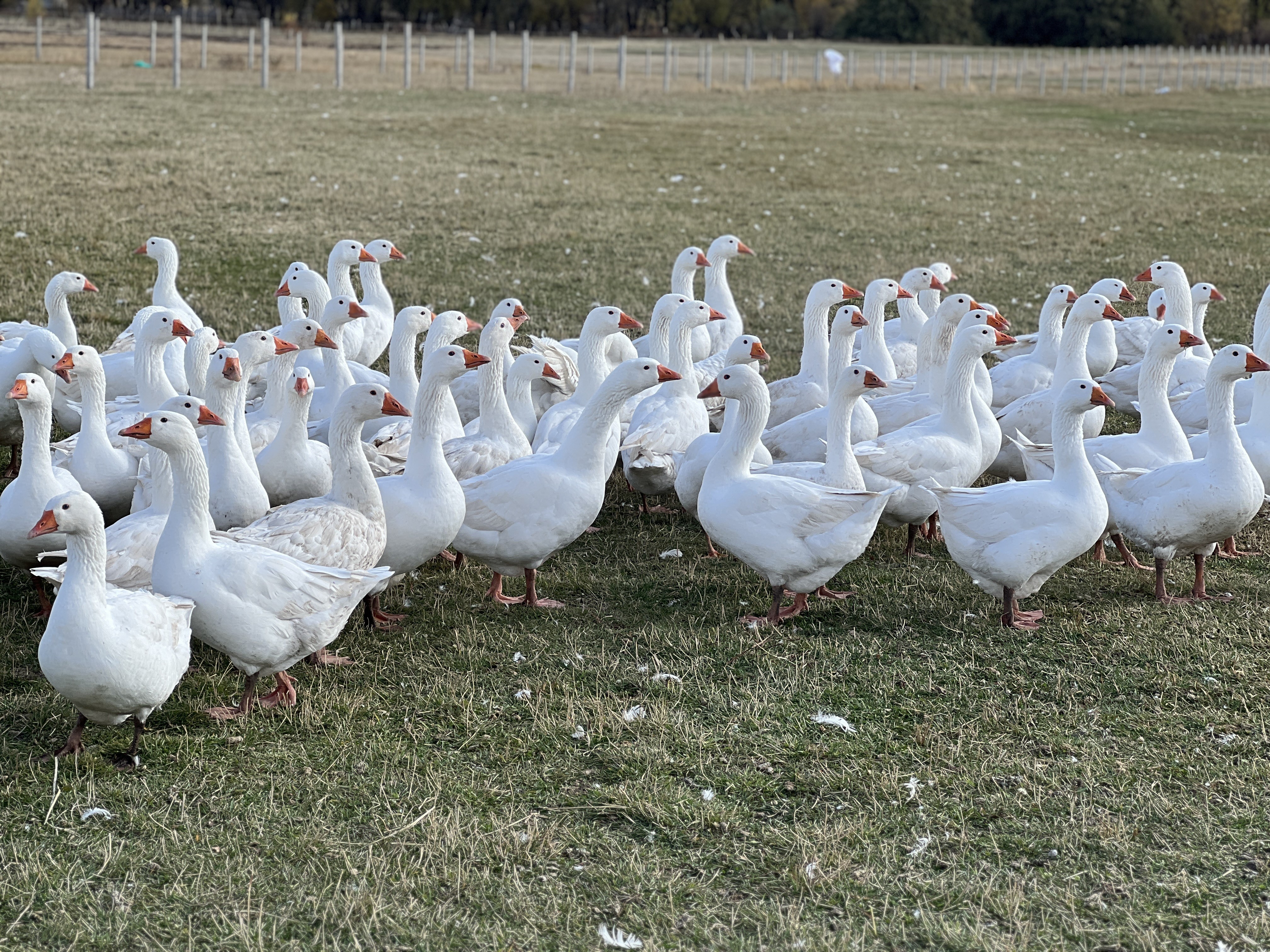 Kar Yiyen Kazlar (3)