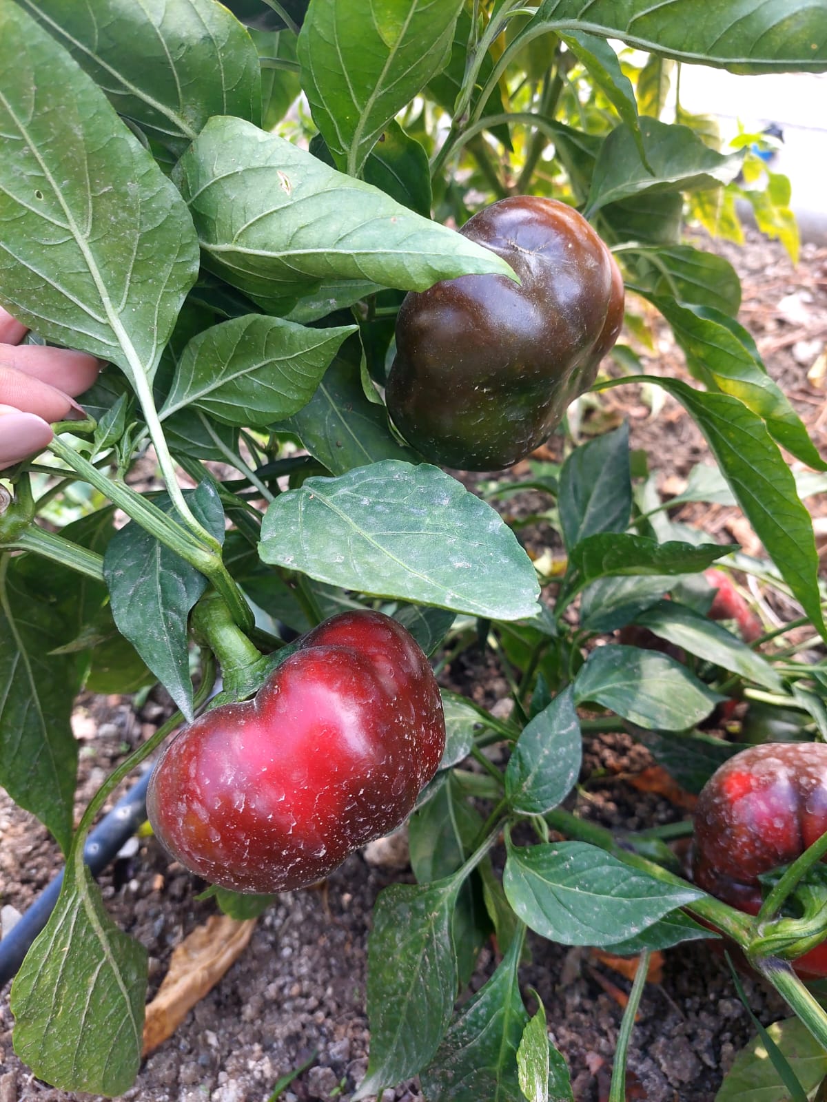 Mamak’ta Ata Tohumu Çalışmaları Sürüyor (17)