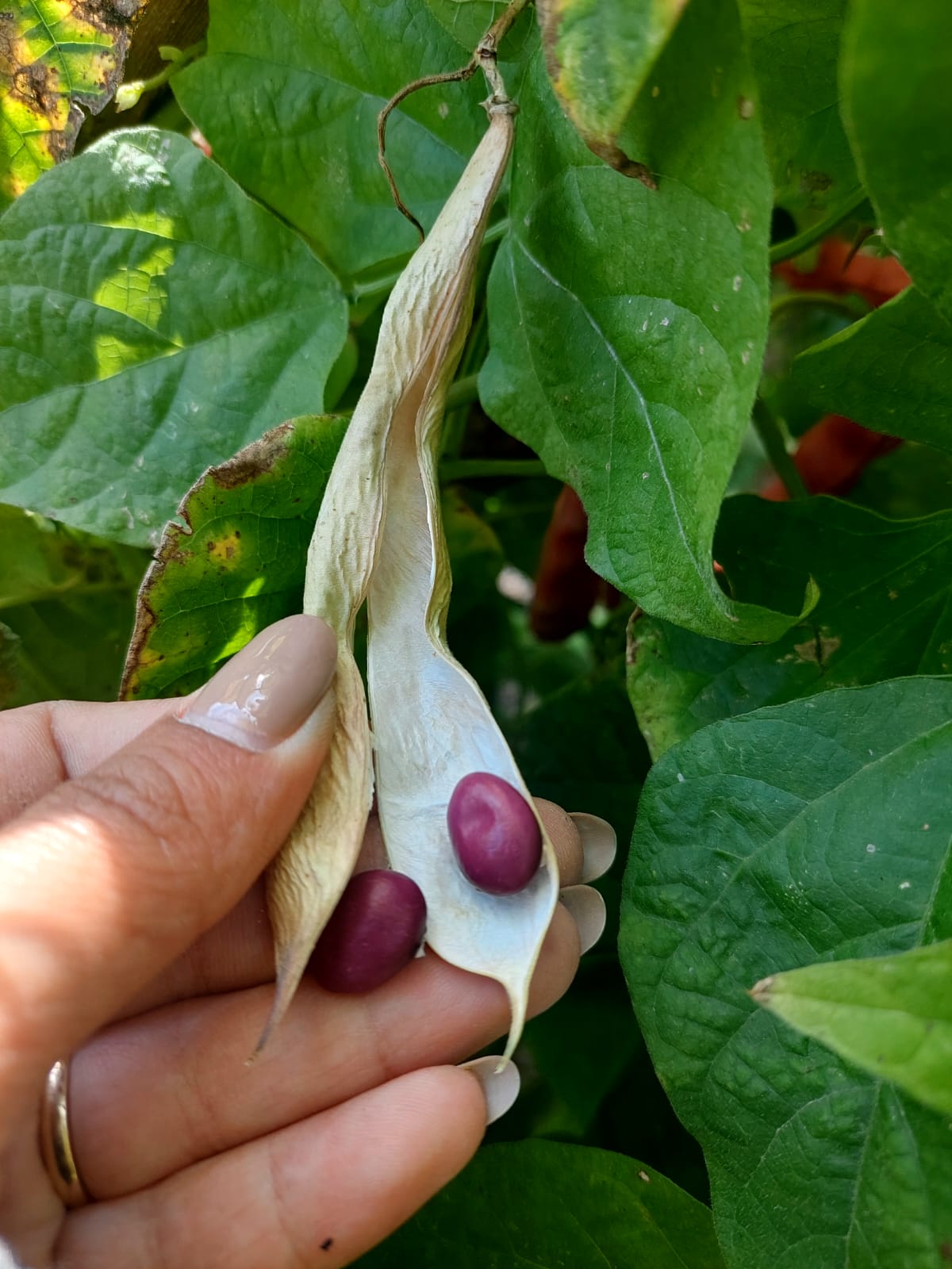 Mamak’ta Ata Tohumu Çalışmaları Sürüyor (18)