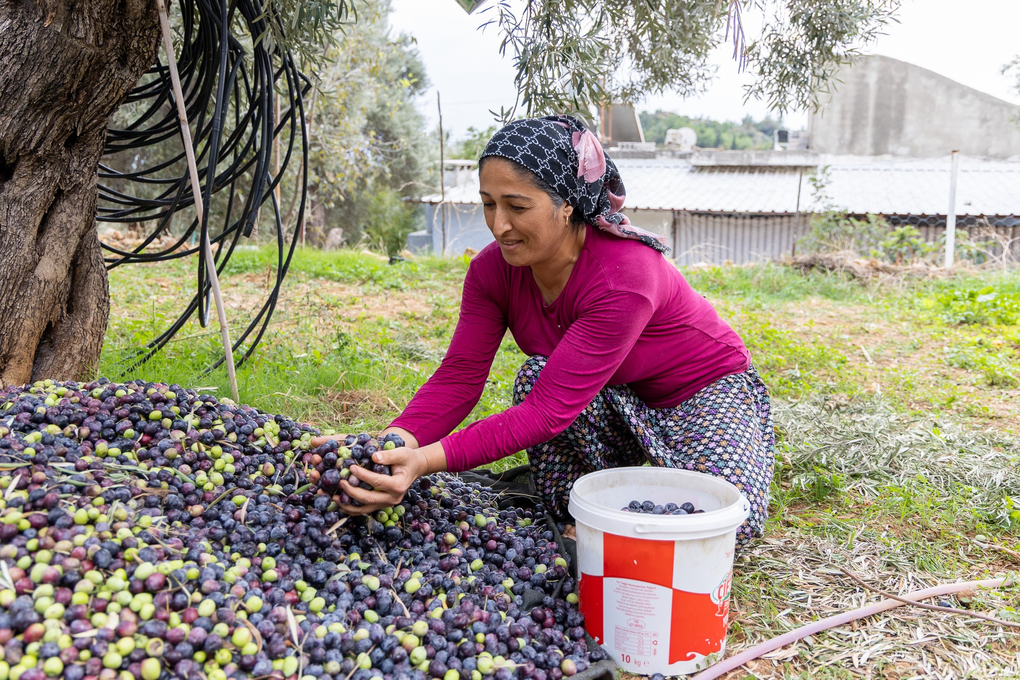 Manavgat’ta Zeytin Bayramı (1)
