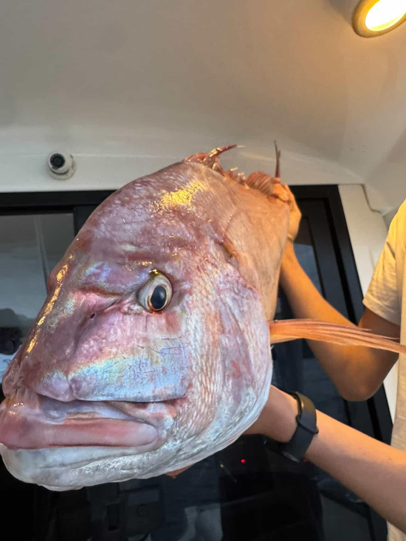 Mercan Balığı (1)