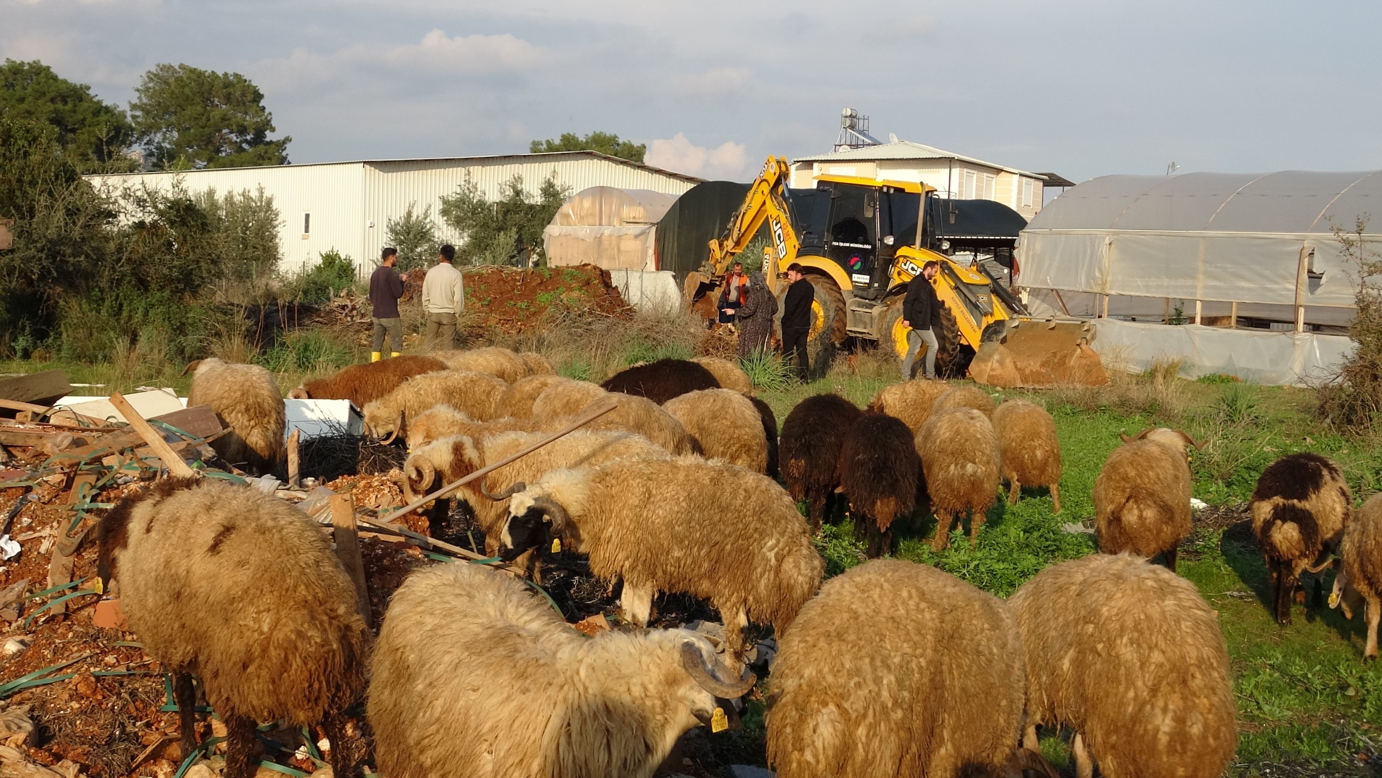 Eski su kuyusu koyunlara tuzak oldu - 4