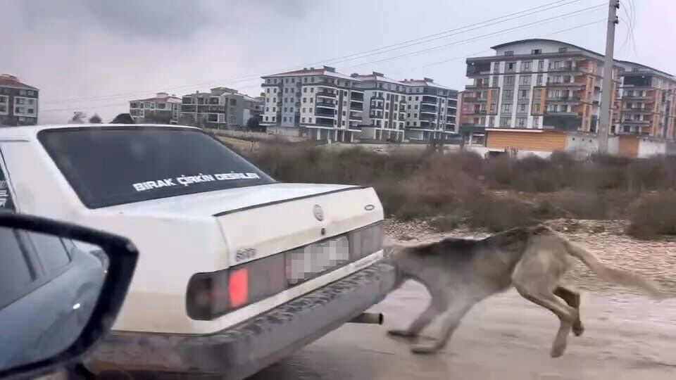 Bursa’da köpeğin araca bağlanması tepki çekti - 2