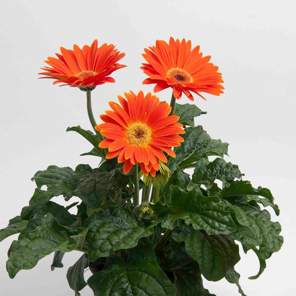Gerbera