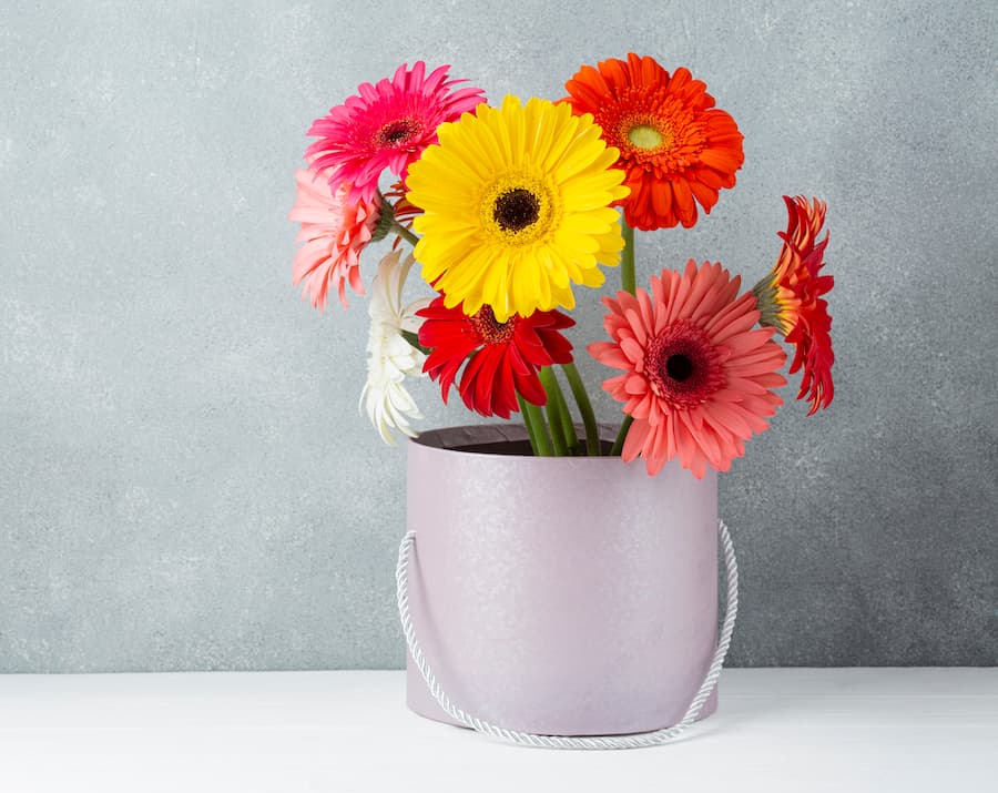 Gerbera2