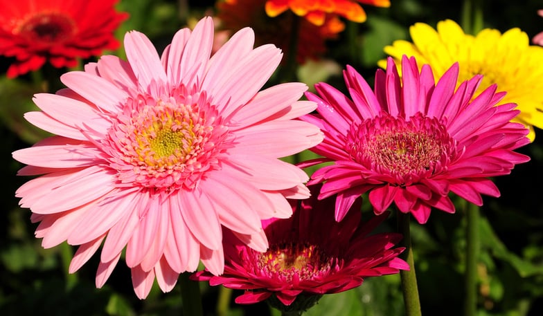 Gerbera.jpg4