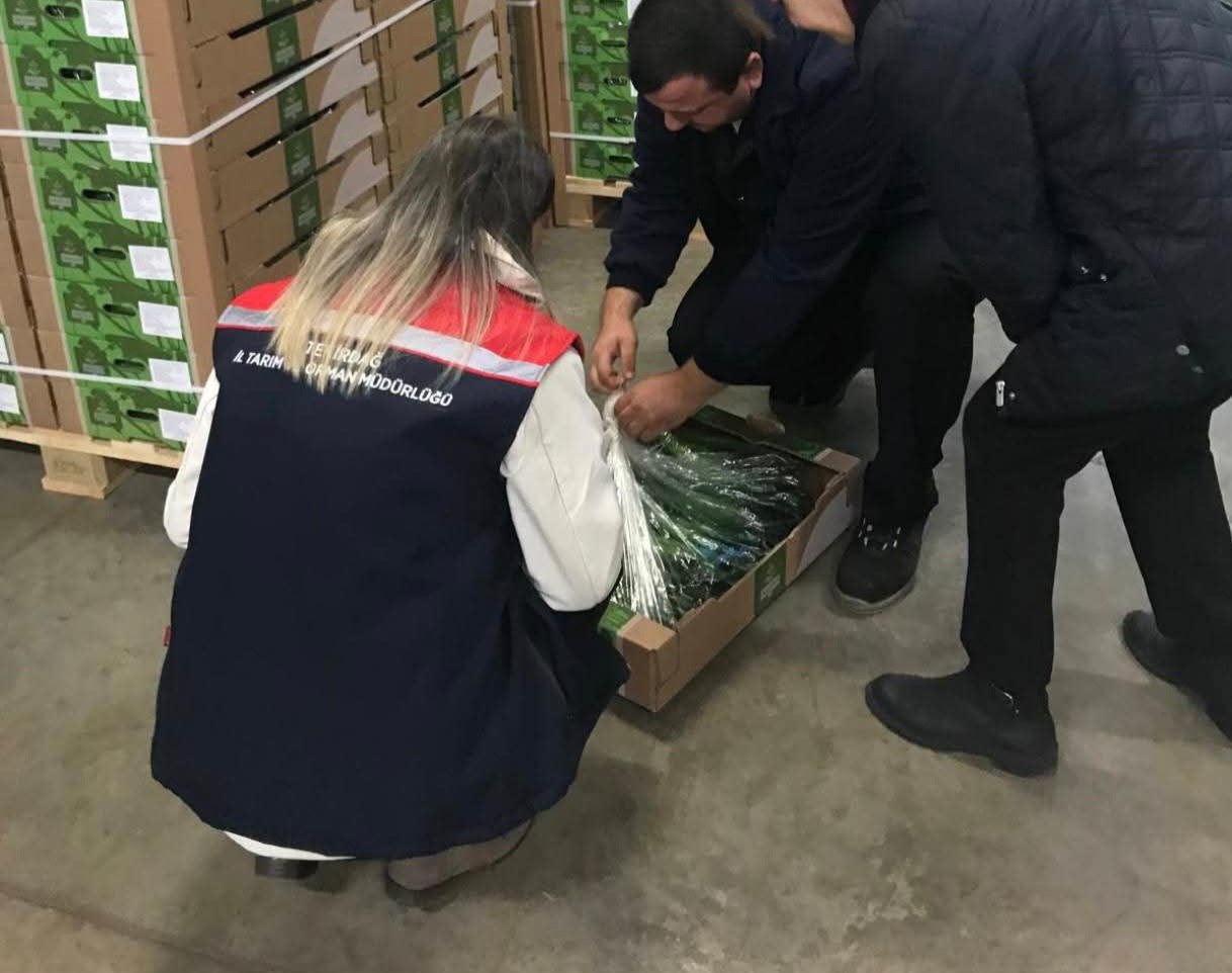 Salatalık Ihracat (2)