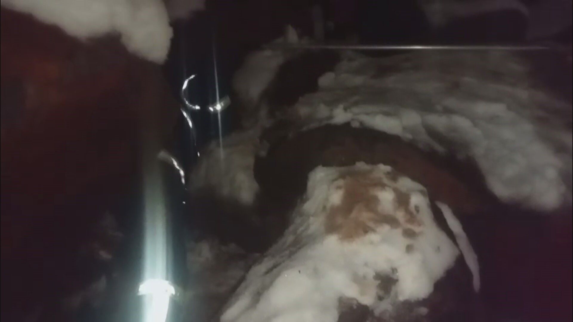 Kar altındaki yavru köpekler hayata tutundu - 2