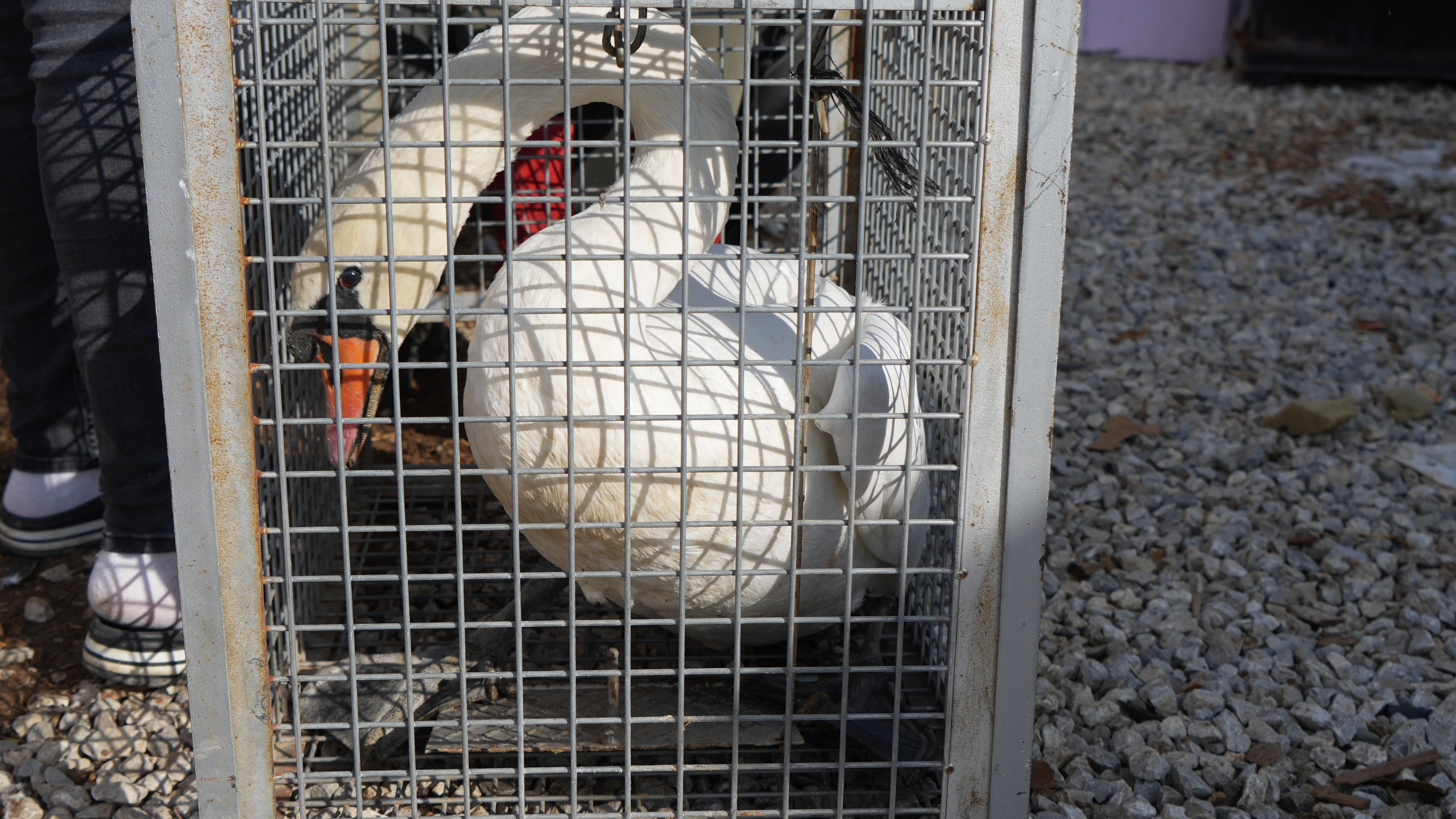 Ankara'da bir evin bahçesine kuğu düştü - 4