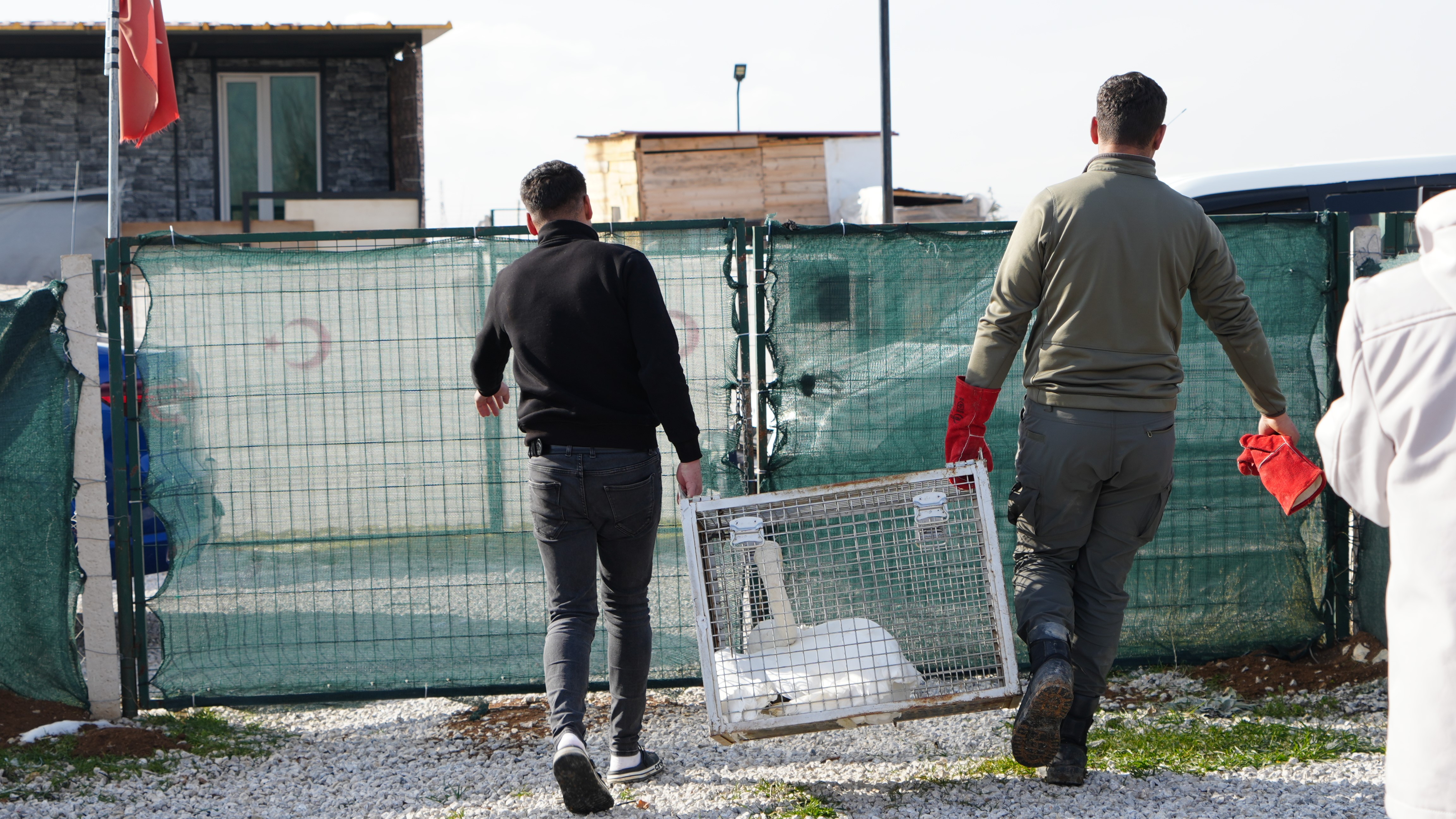 Ankara'da bir evin bahçesine kuğu düştü - 3