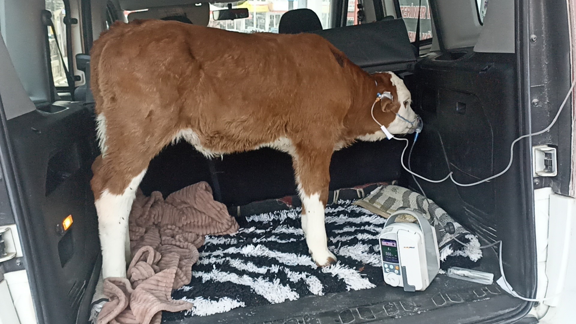 Dumandan zehirlenen buzağıya bagajda acil müdahale - 4