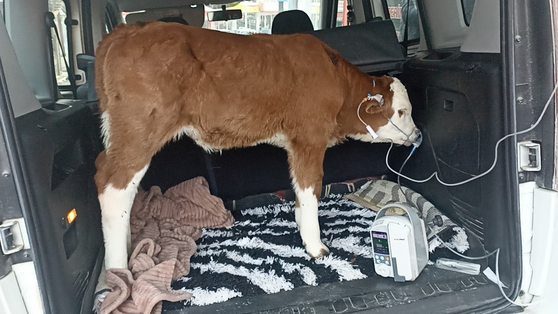 Dumandan zehirlenen buzağıya bagajda acil müdahale - 2